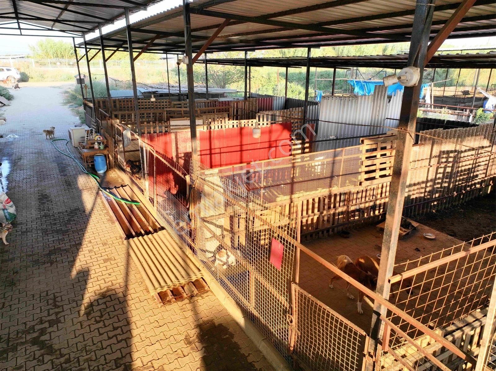 Majestic Manors - Dallıca'da Satılık 7500m2 Çiftlik - Görsel 9