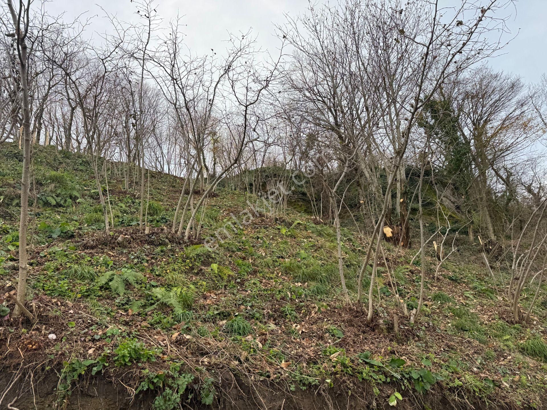 Century21'den Perşembe Tarlacık Mah.deniz Manzaralı Parseller - Görsel 33