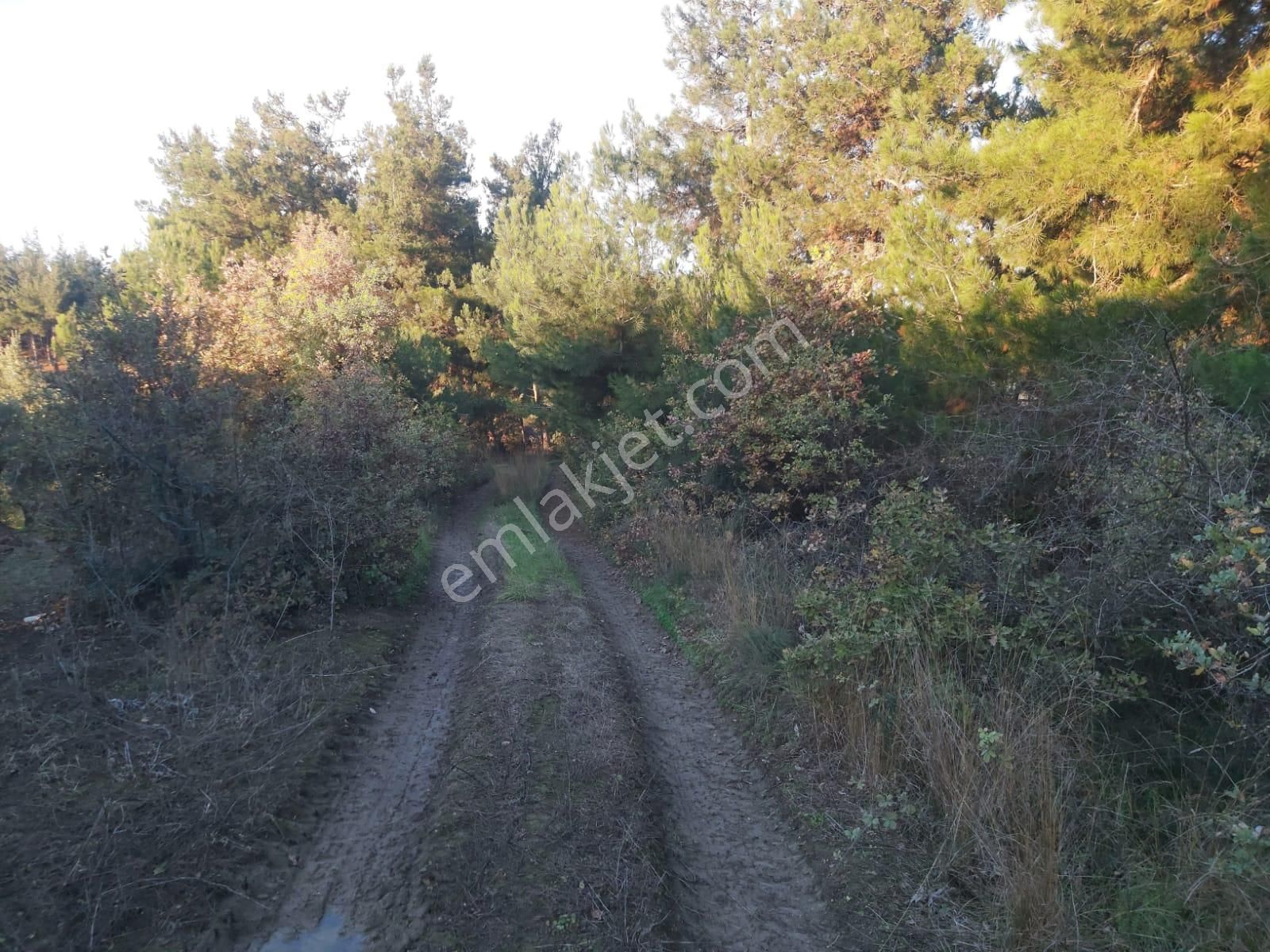 Rt Safir'den Dereköy De Kadastrol Yolu Olan Bakımlı Zeytinlik - Görsel 2