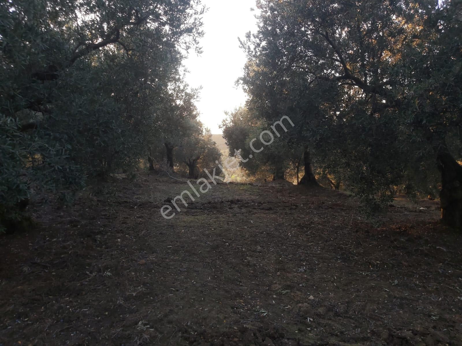 Rt Safir'den Dereköy De Kadastrol Yolu Olan Bakımlı Zeytinlik