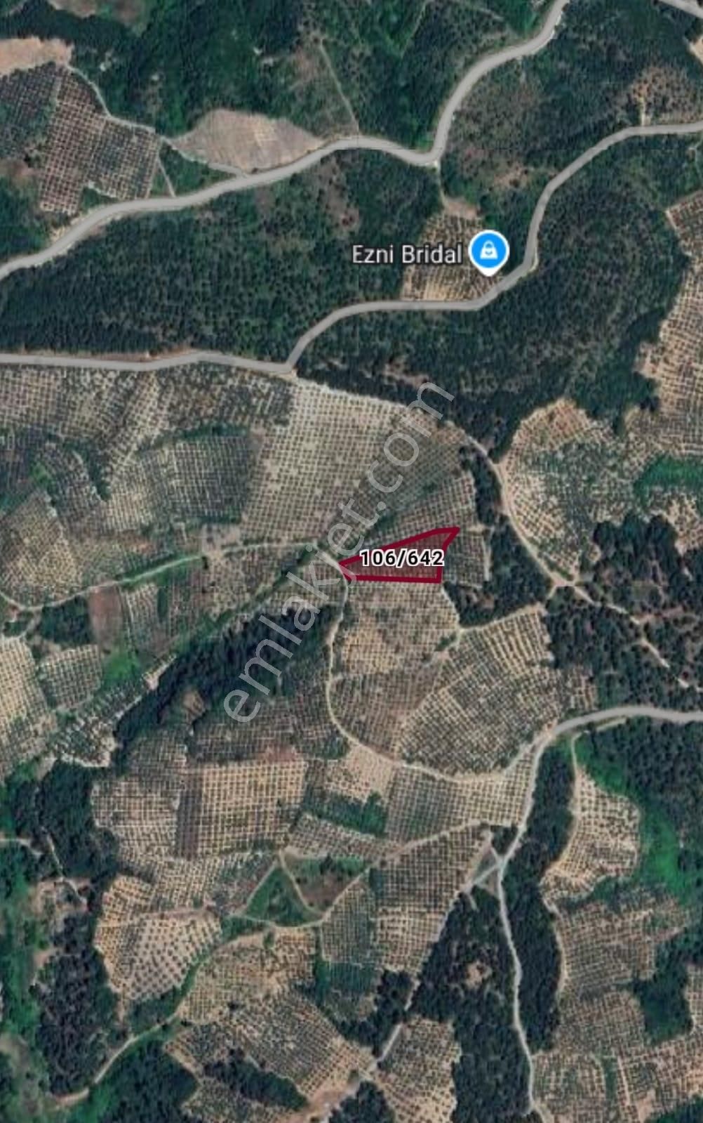 Rt Safir'den Dereköy De Kadastrol Yolu Olan Bakımlı Zeytinlik - Görsel 7