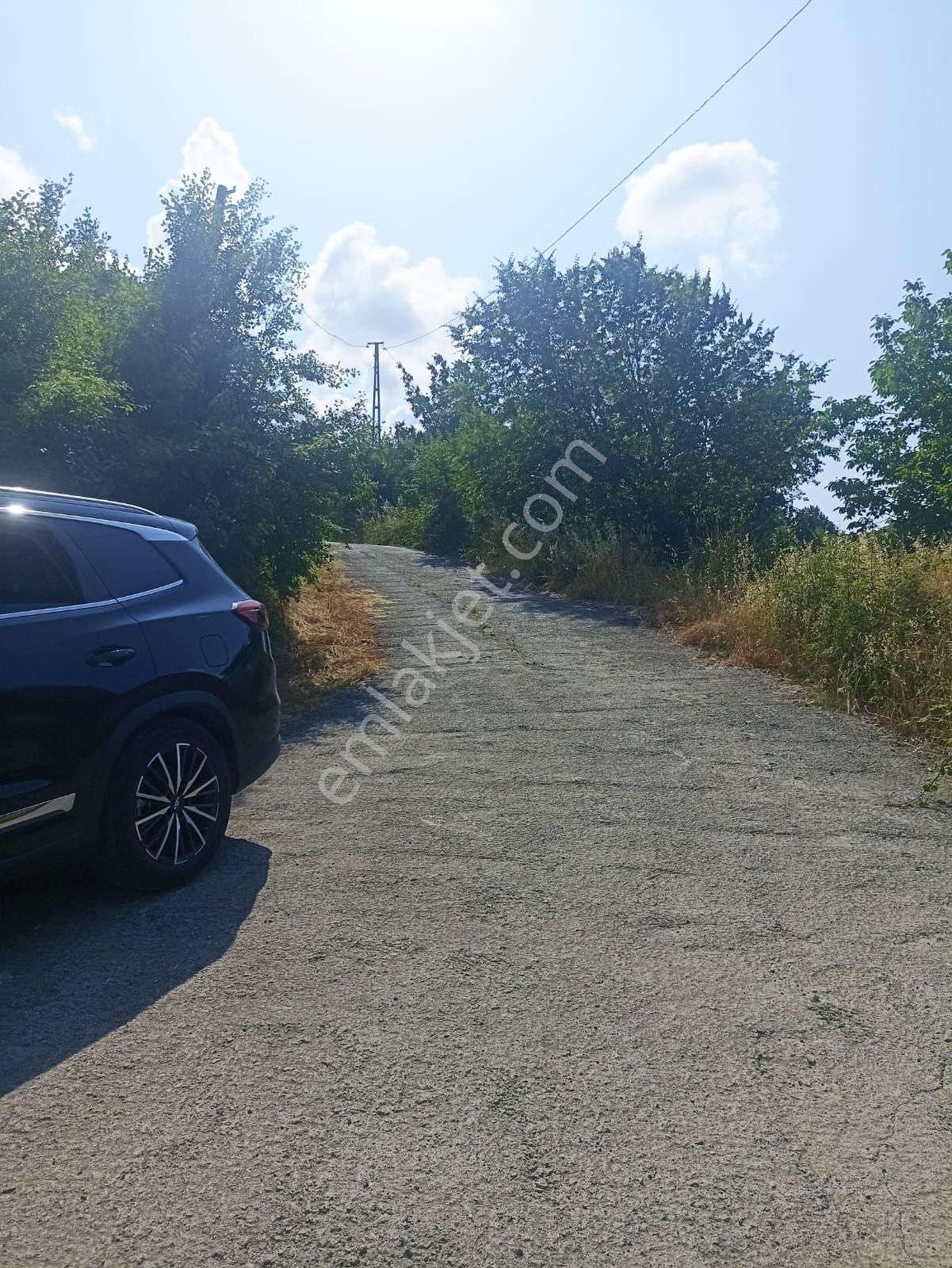 Kocaalideğerliarsa - Görsel 8