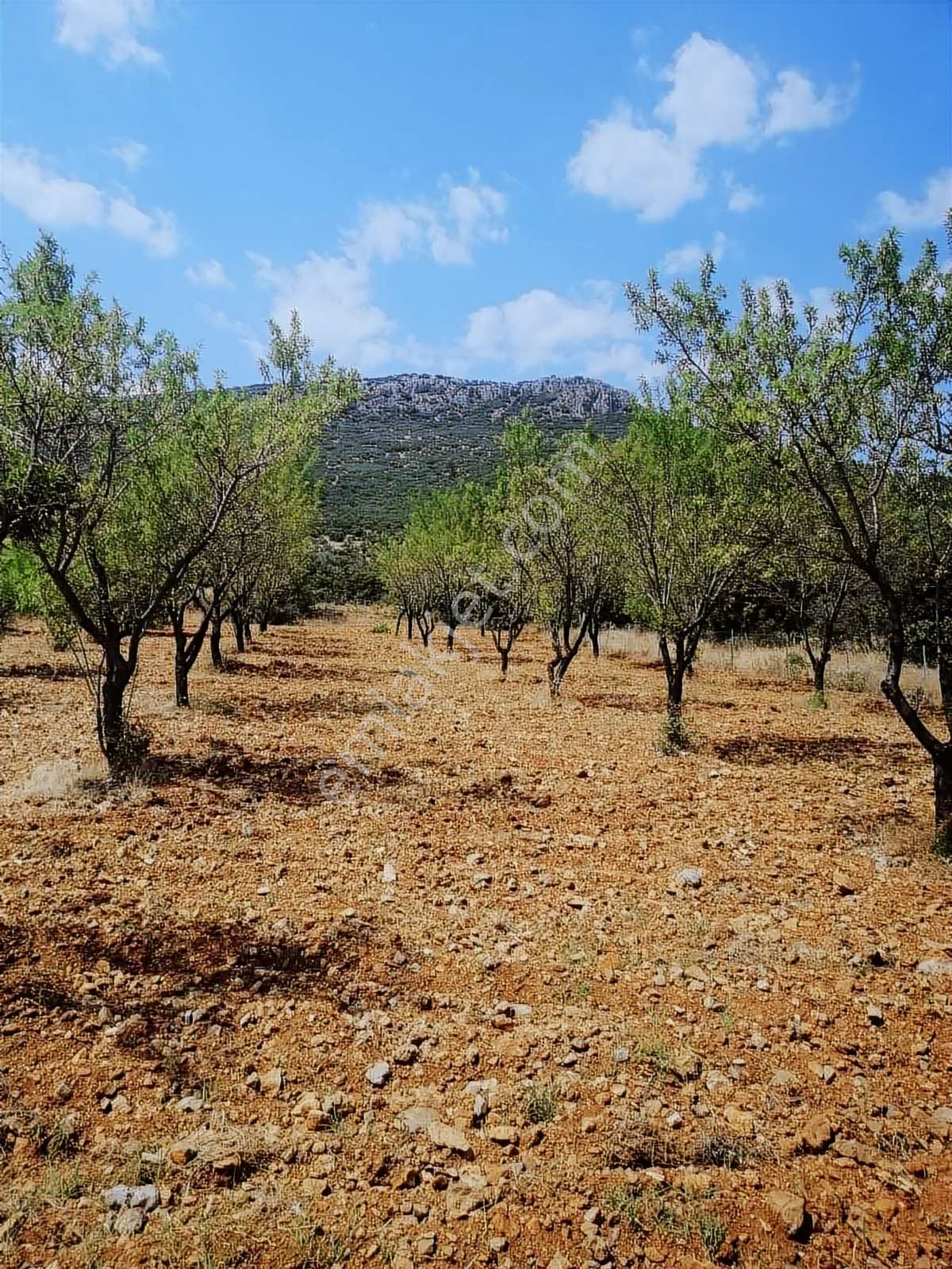 Fırsat Tavas Horasanlı'da 2264 M2 Tarla - Görsel 12