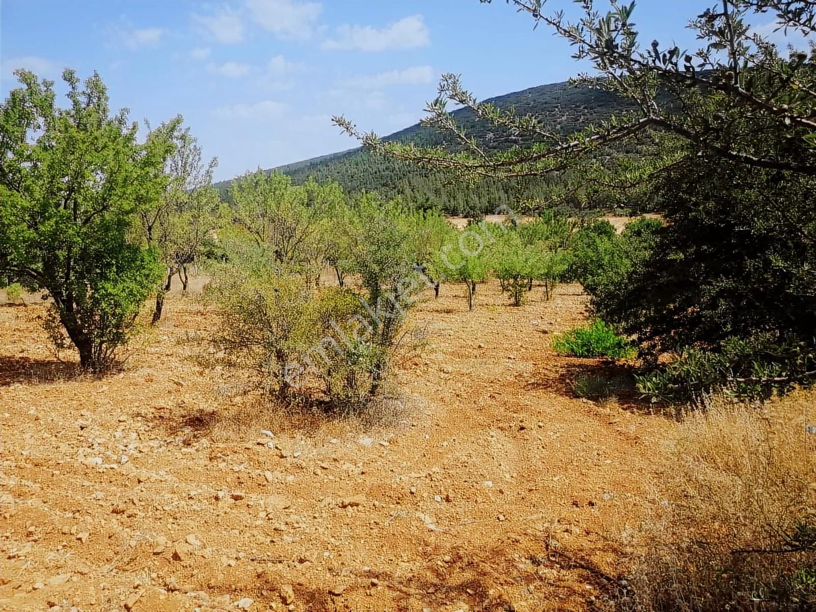 Fırsat Tavas Horasanlı'da 2264 M2 Tarla - Görsel 17