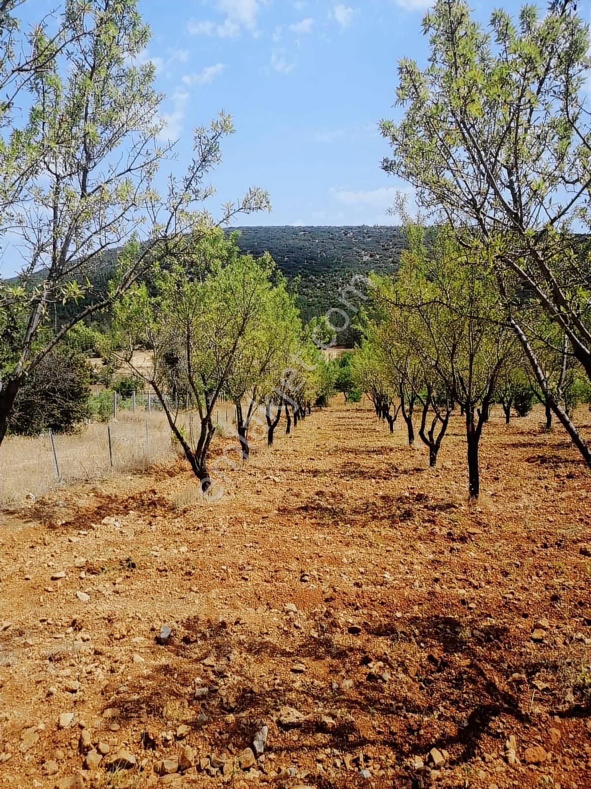 Fırsat Tavas Horasanlı'da 2264 M2 Tarla