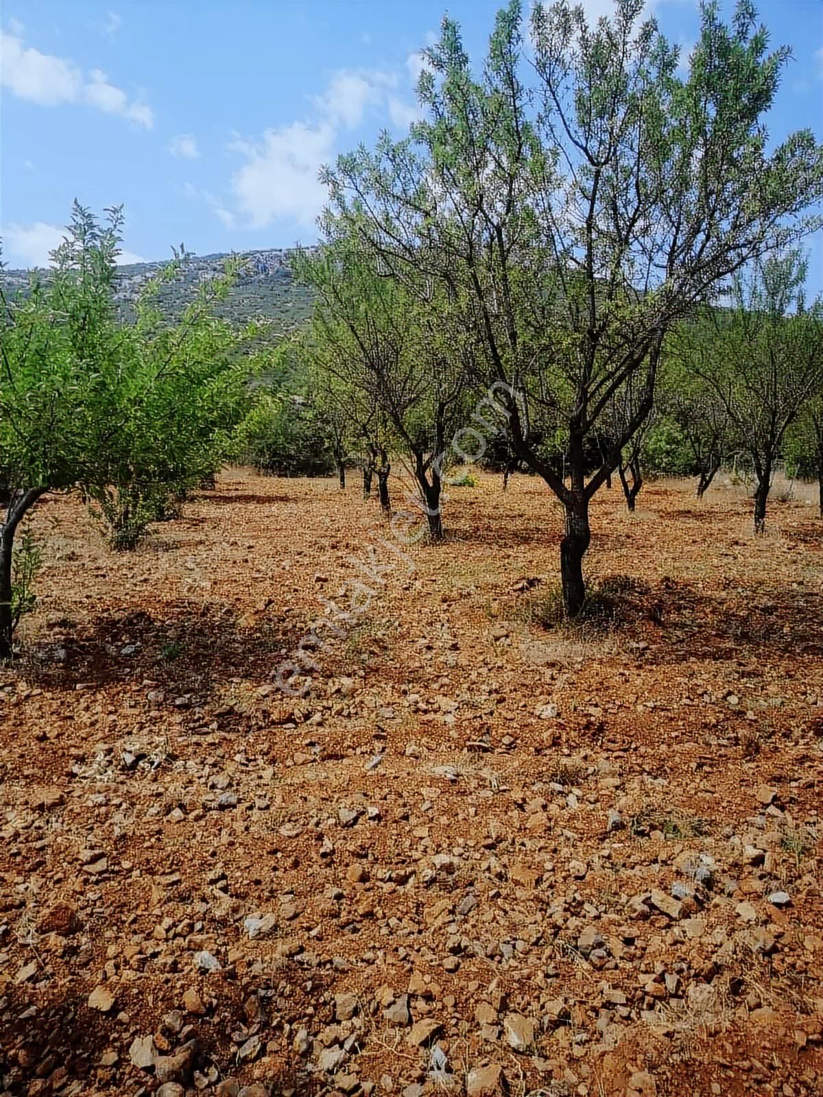 Fırsat Tavas Horasanlı'da 2264 M2 Tarla - Görsel 10