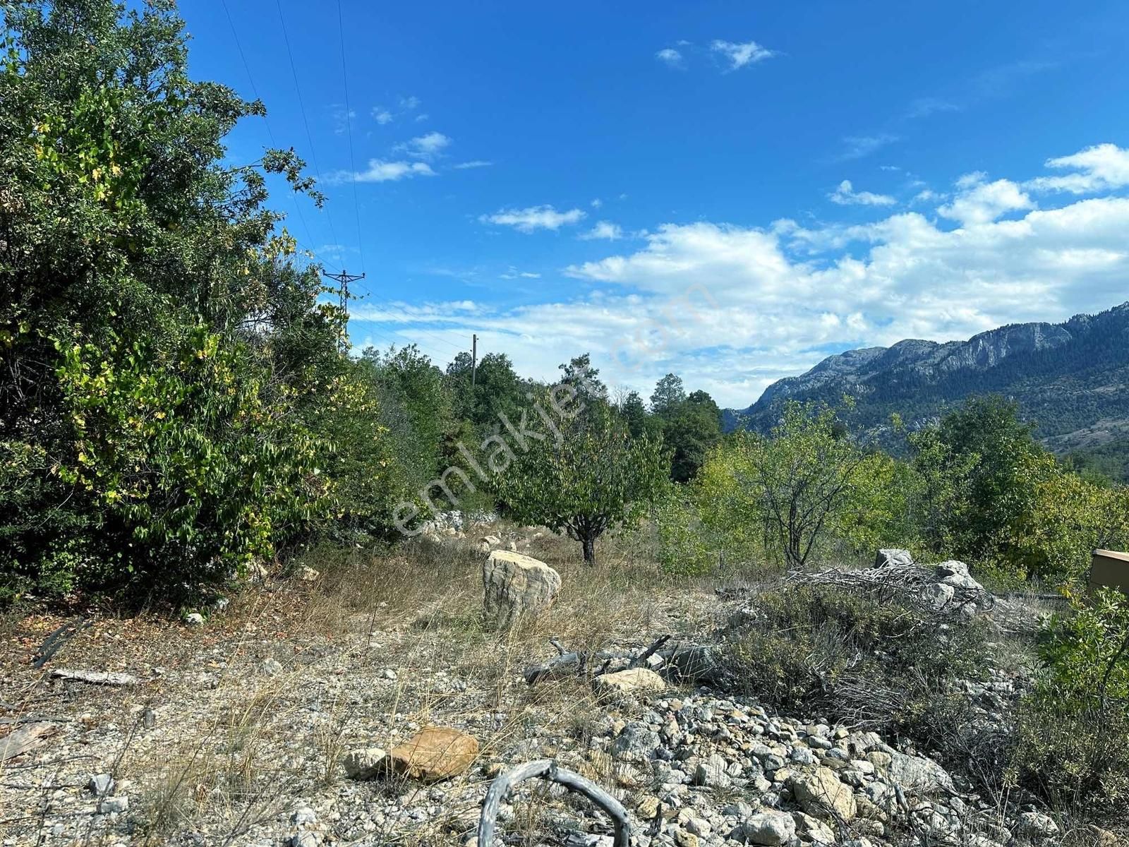 Satılık 2000 M2 Ormana Dayalı Çay Dere Kenarı Emsalsiz Tarla - Görsel 5