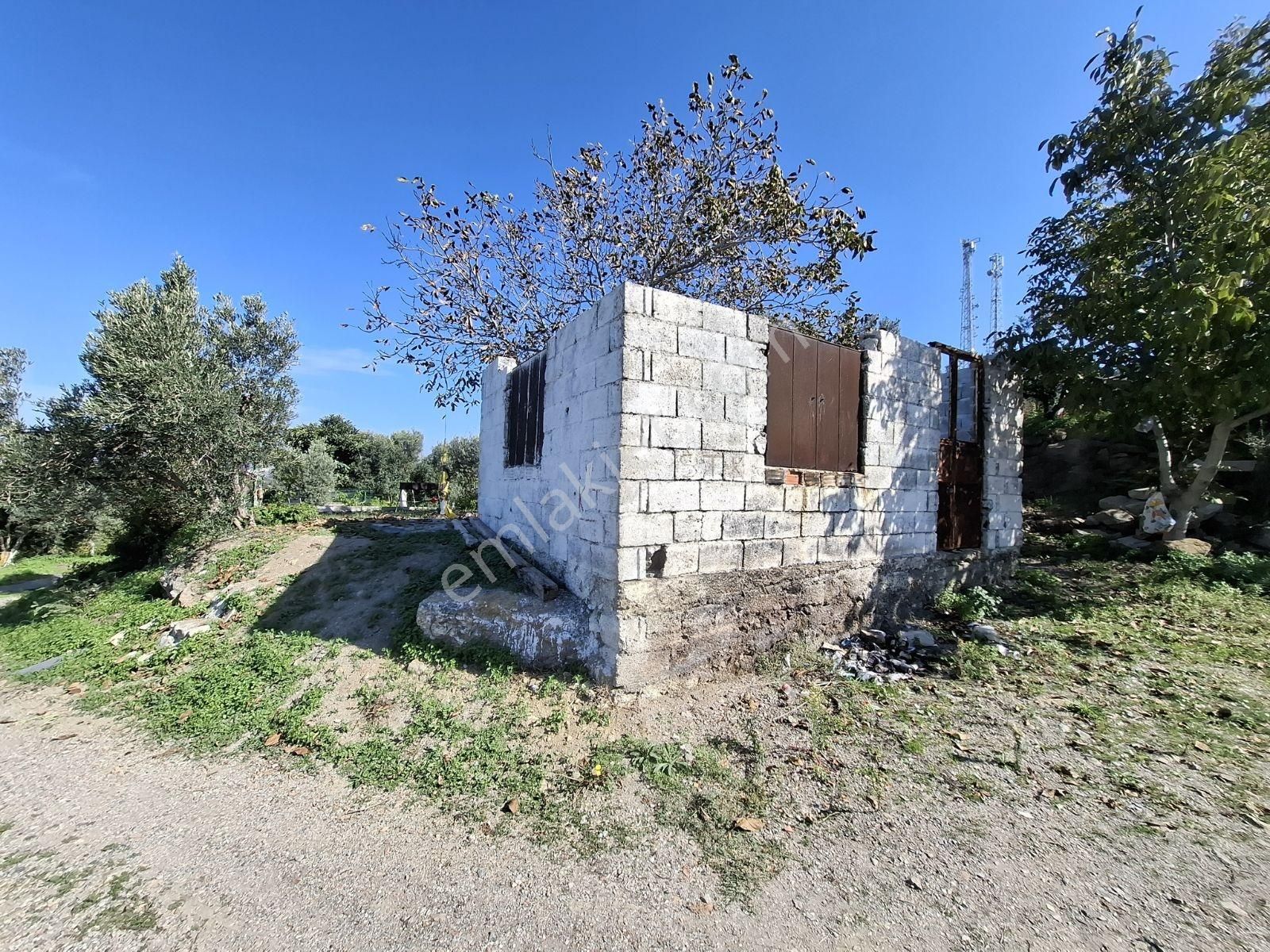 Seferihisar Da Satılık Mandalin Bahçesi - Görsel 6
