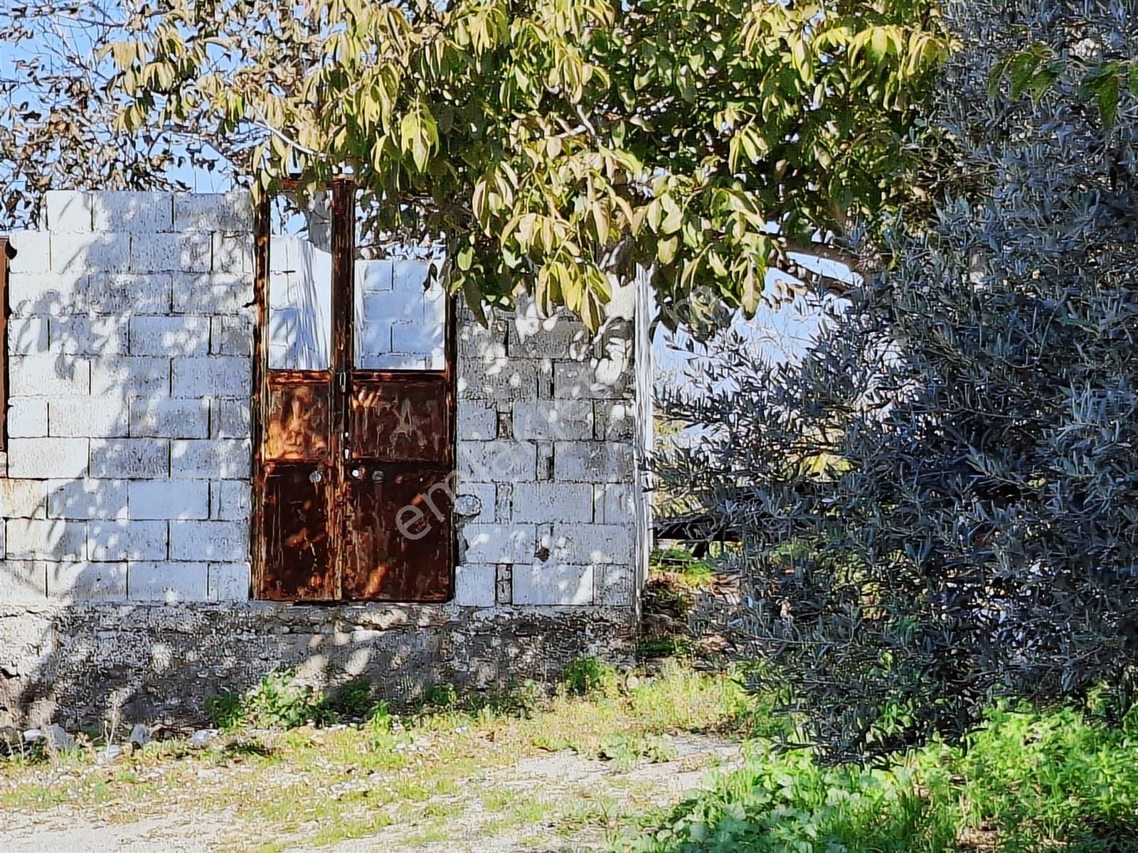 Seferihisar Da Satılık Mandalin Bahçesi - Görsel 22