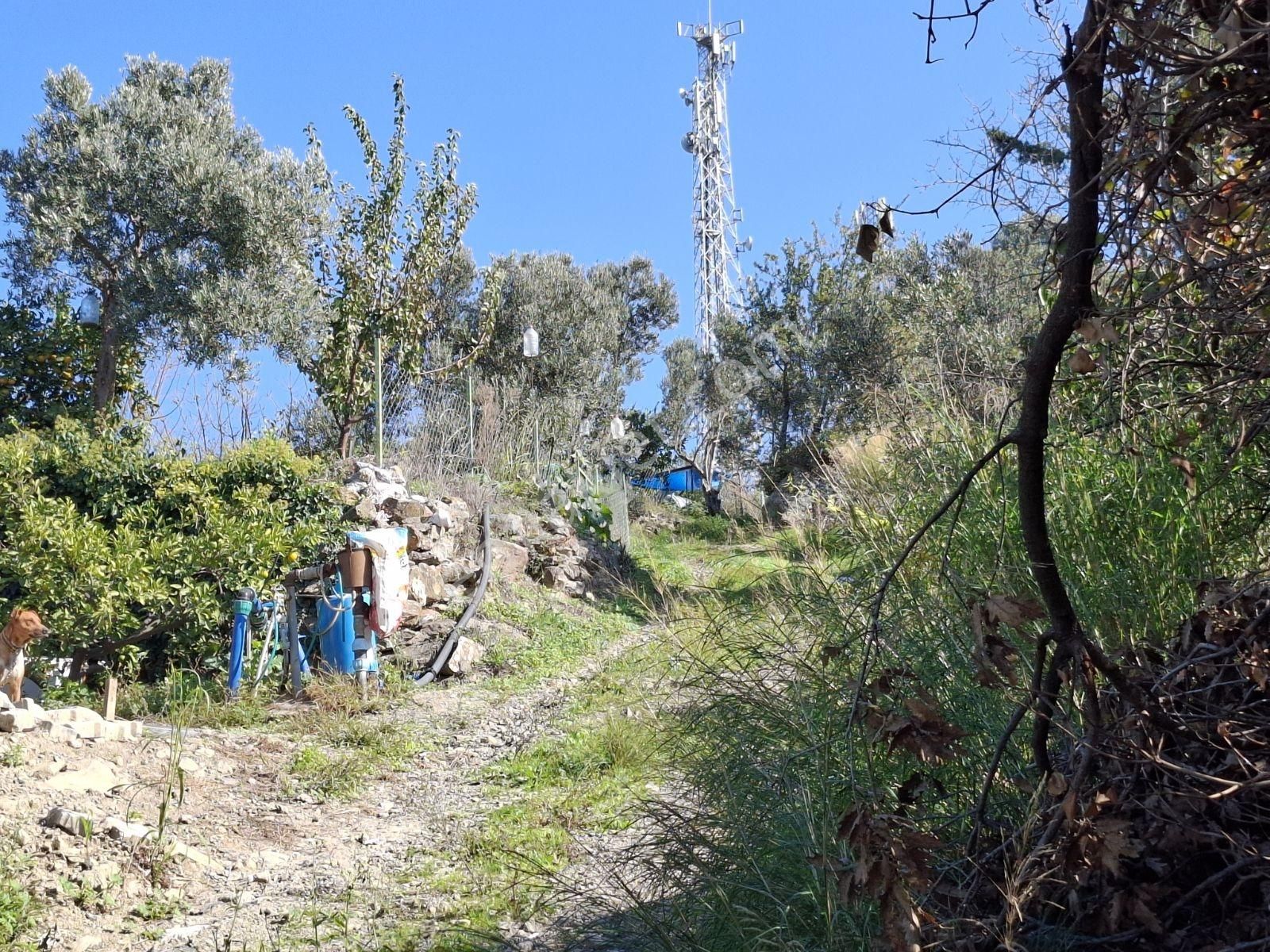 Seferihisar Da Satılık Mandalin Bahçesi - Görsel 21