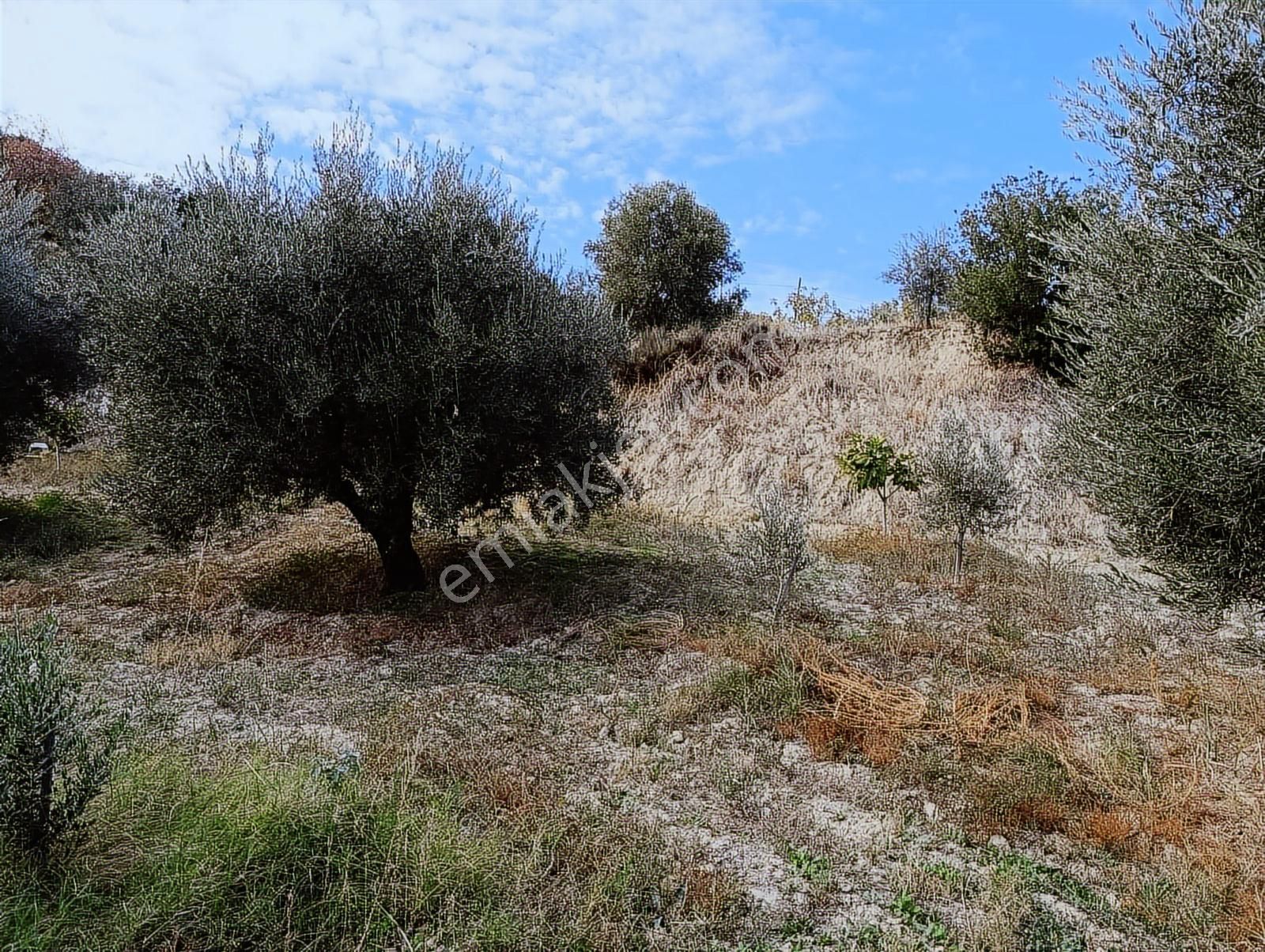 Aydın Karacasu Dereköy' De Satılık Tarla Cb Ph - Görsel 5