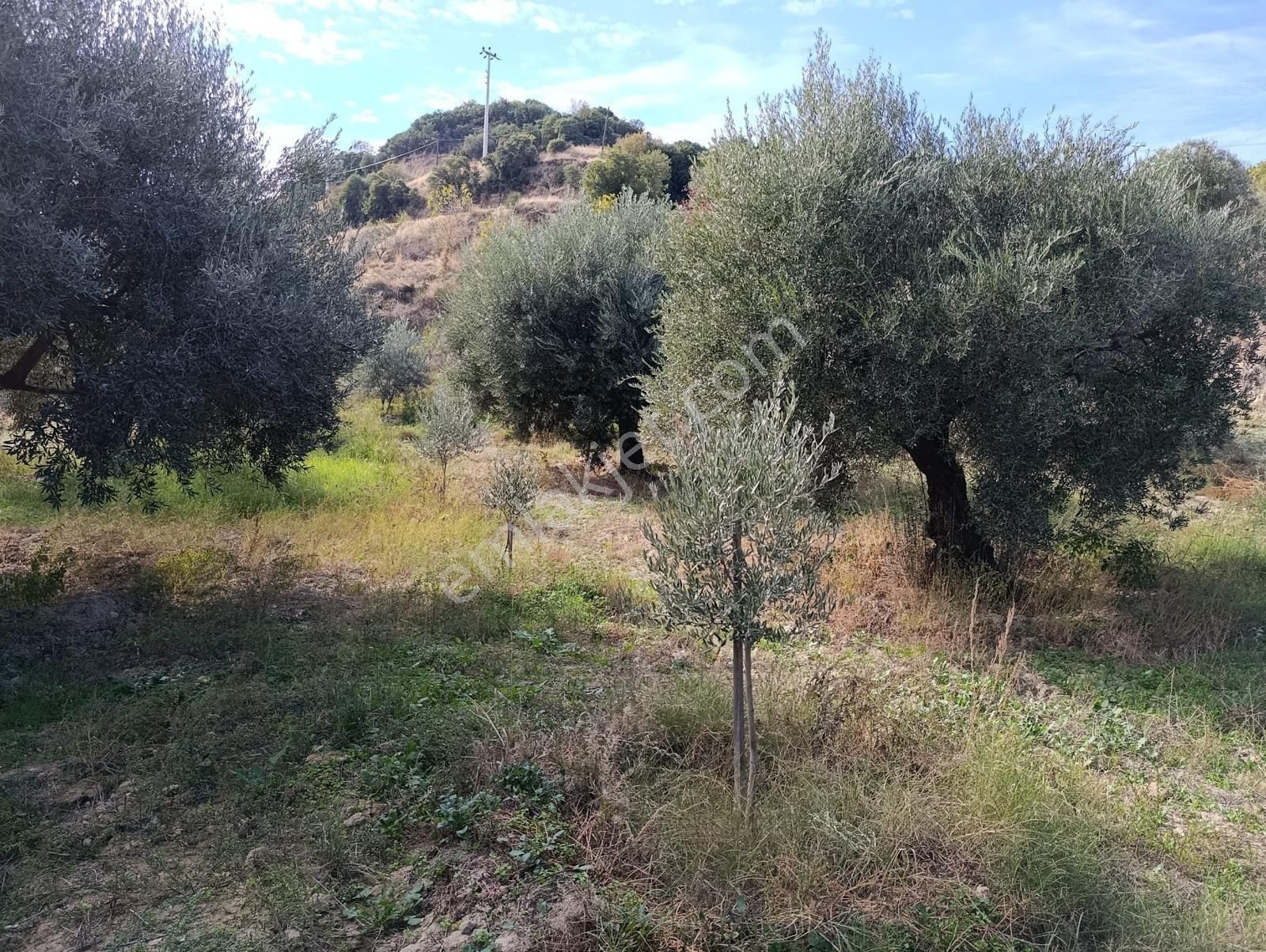 Aydın Karacasu Dereköy' De Satılık Tarla Cb Ph - Görsel 20