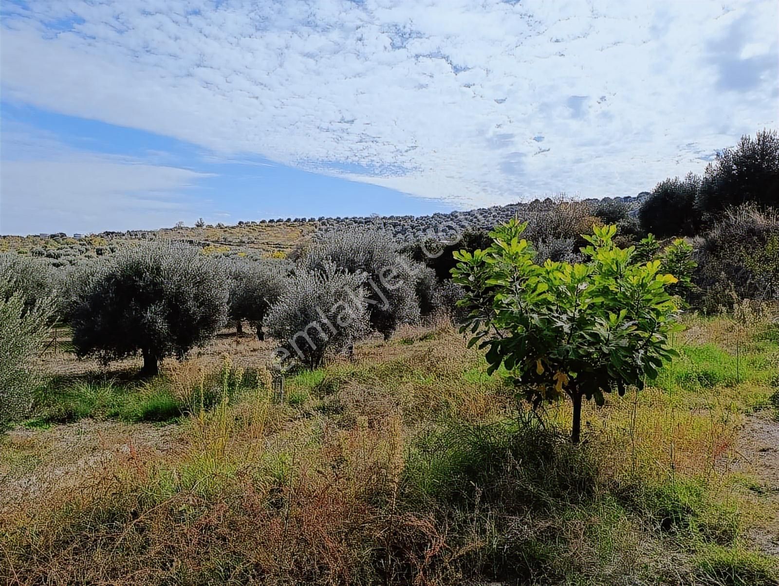 Aydın Karacasu Dereköy' De Satılık Tarla Cb Ph - Görsel 13