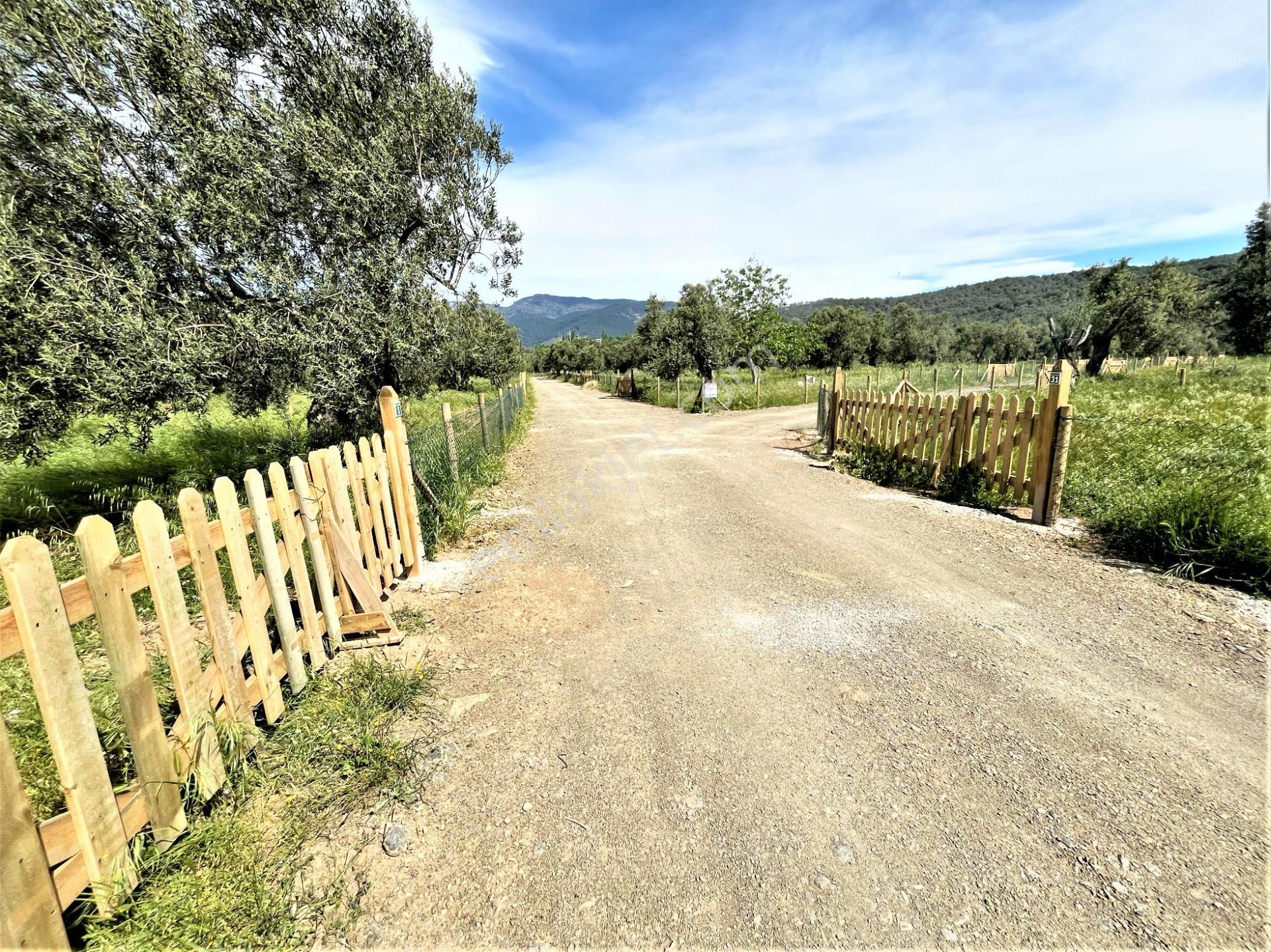 Aygülden Edremit🌳 Zeytinli'de🌳etrafı Çevrili Kadastro Yola Cephe 302m2 Satılık Hobi Bahçeleri - Görsel 16