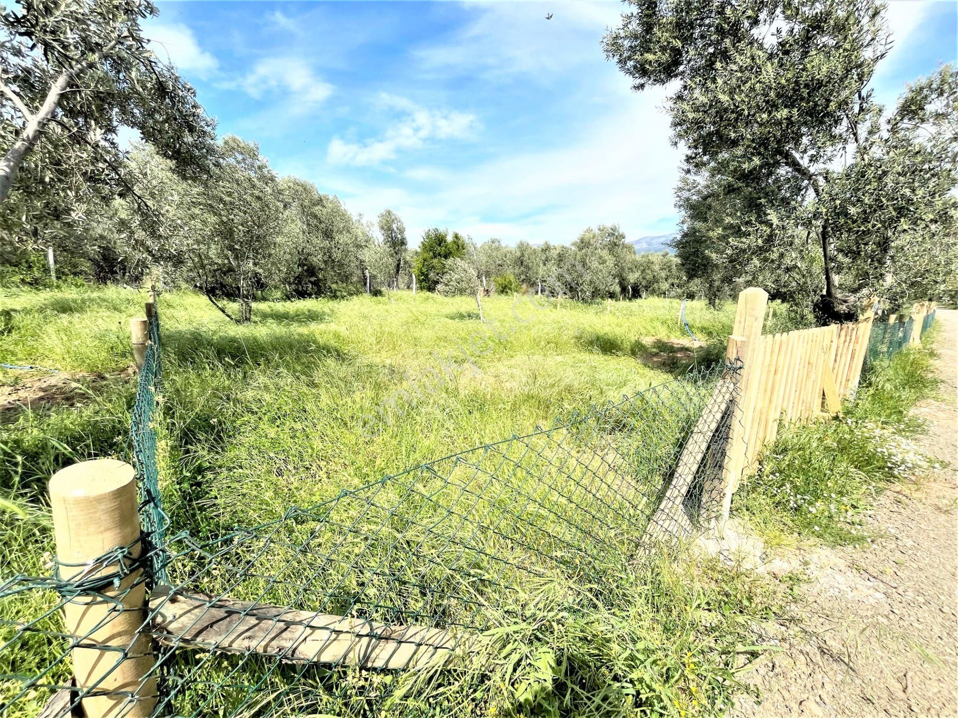 Aygülden Edremit🌳 Zeytinli'de🌳etrafı Çevrili Kadastro Yola Cephe 302m2 Satılık Hobi Bahçeleri - Görsel 14