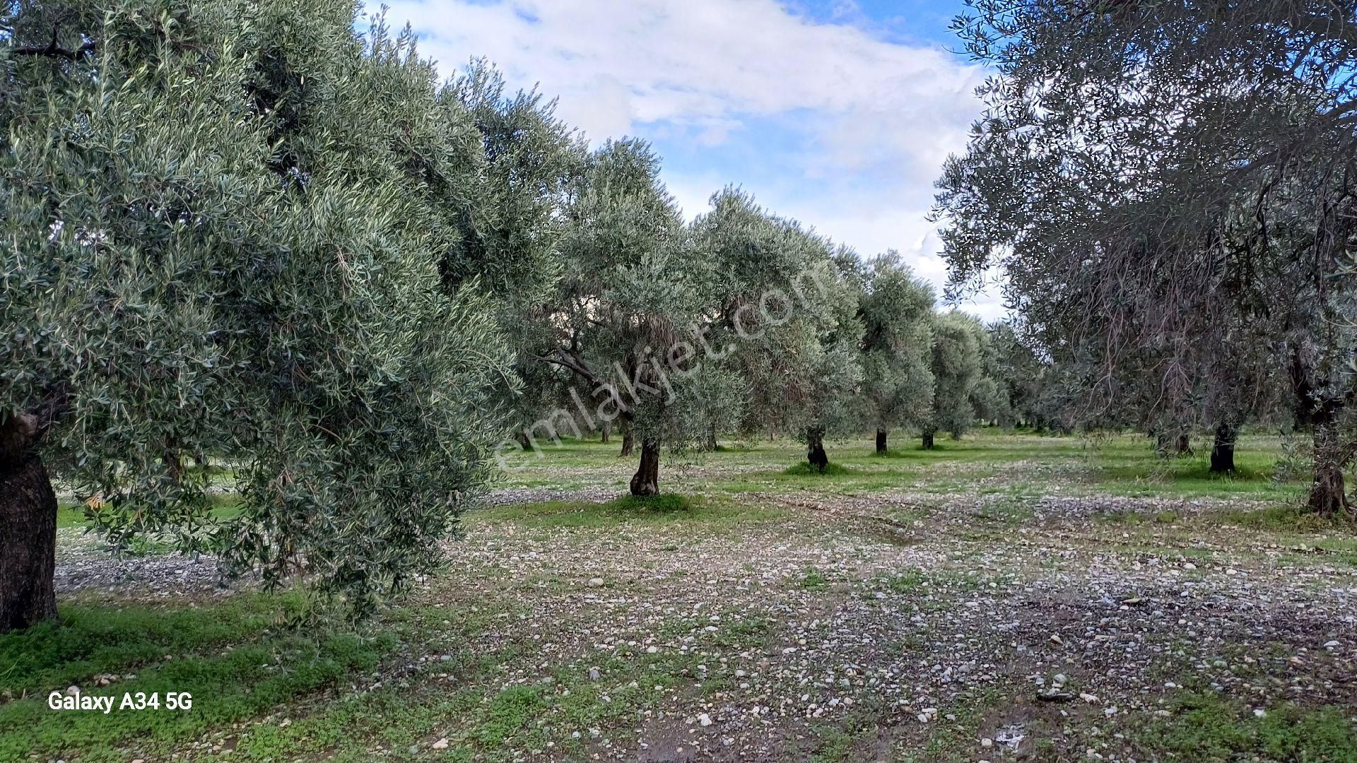 Milas Ören De Satılık Zeytinlik