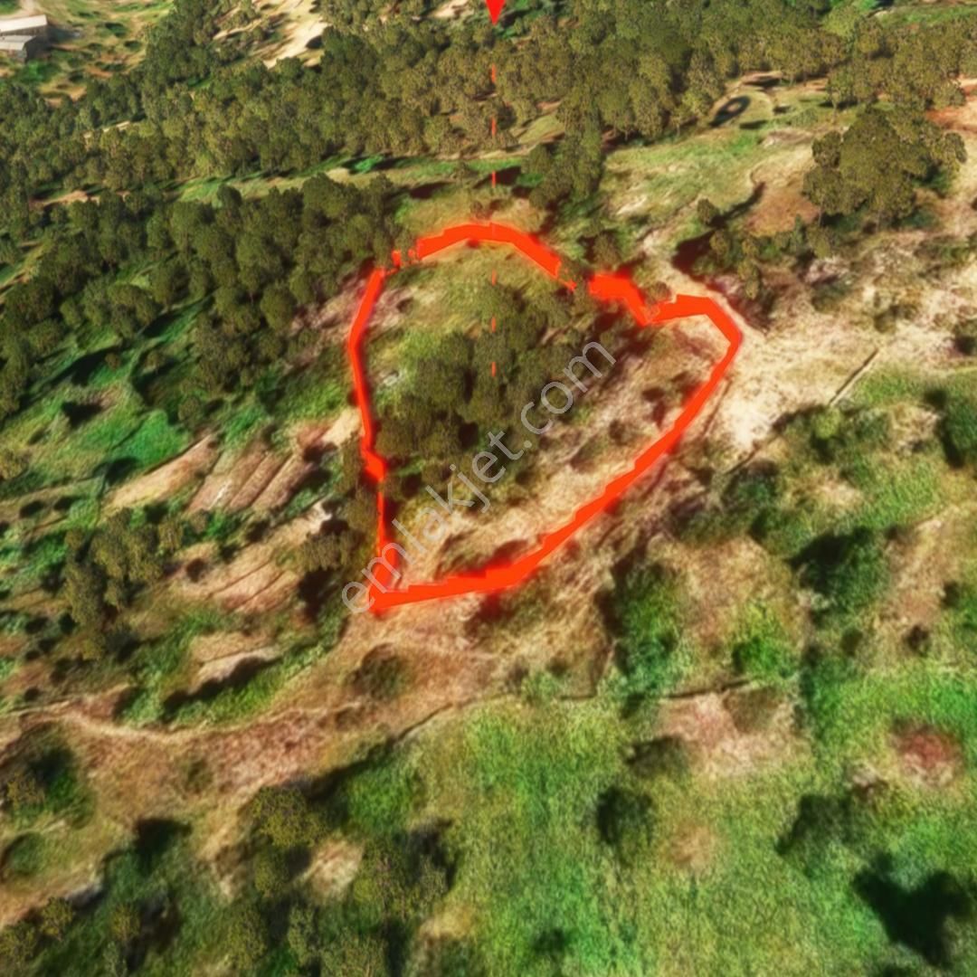 Şenköy’de Fırsat 2.897m2 Göle Ve Köye Yakın Konumda Satılık Zeytinlik - Görsel 2