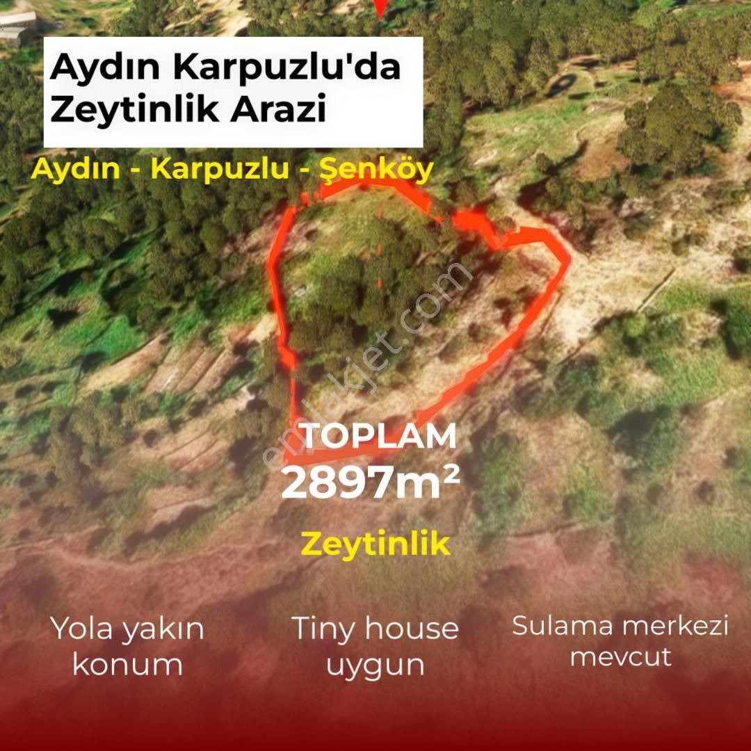 Şenköy’de Fırsat 2.897m2 Göle Ve Köye Yakın Konumda Satılık Zeytinlik