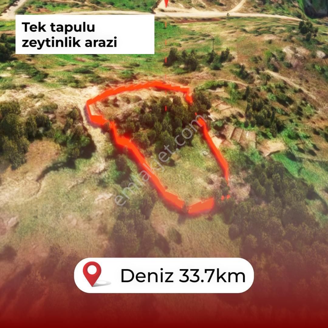 Şenköy’de Fırsat 2.897m2 Göle Ve Köye Yakın Konumda Satılık Zeytinlik - Görsel 6