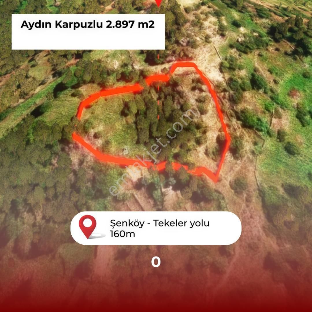 Şenköy’de Fırsat 2.897m2 Göle Ve Köye Yakın Konumda Satılık Zeytinlik - Görsel 4