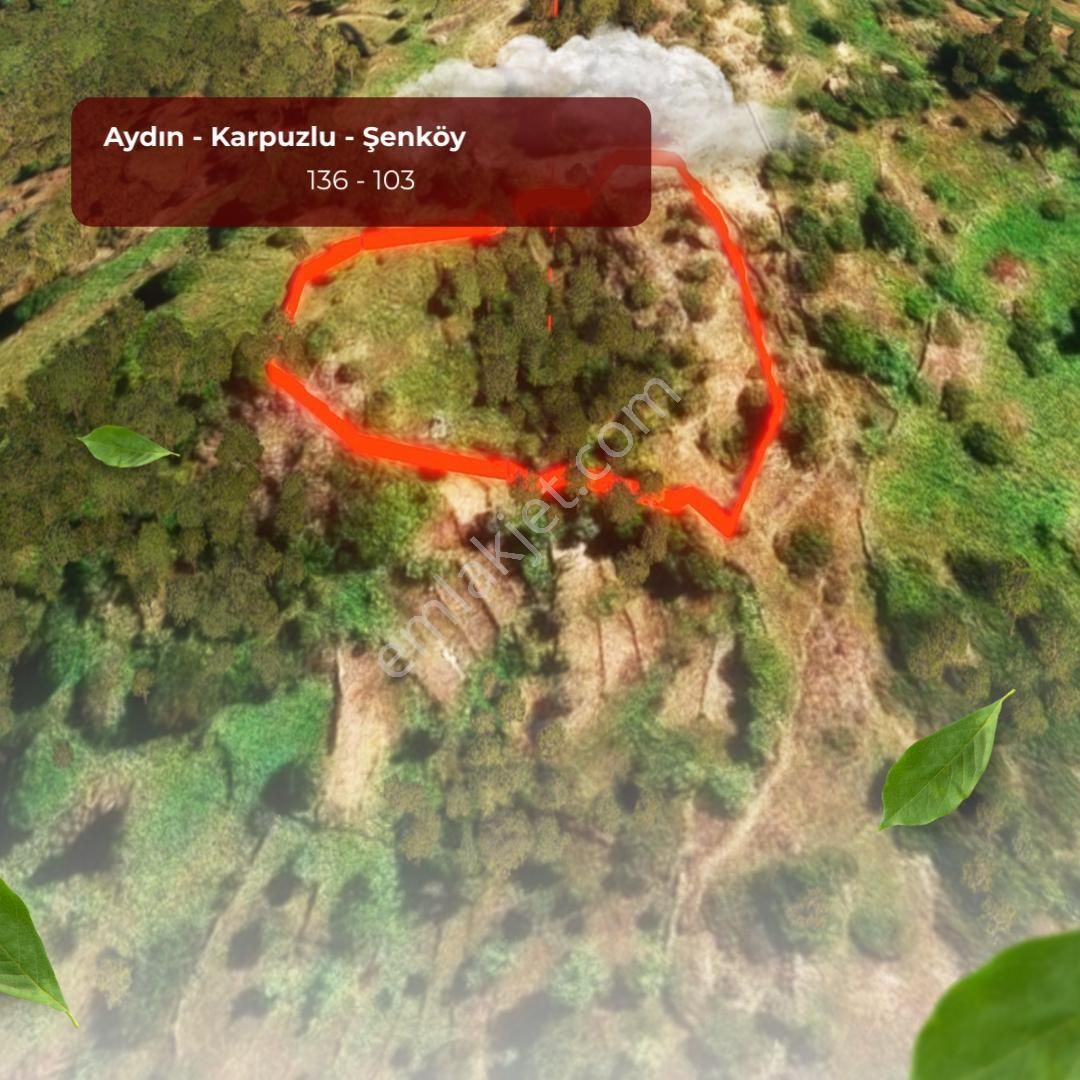 Şenköy’de Fırsat 2.897m2 Göle Ve Köye Yakın Konumda Satılık Zeytinlik - Görsel 13