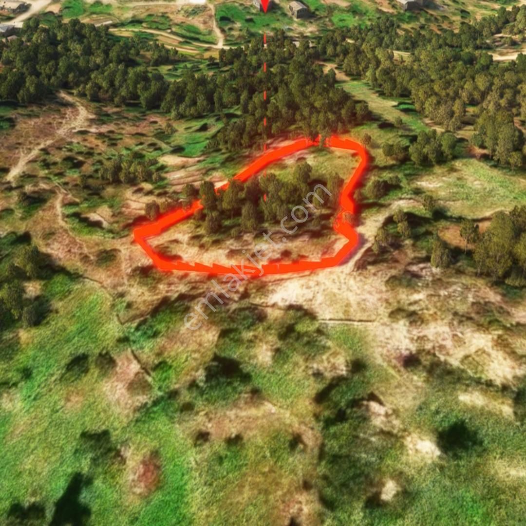 Şenköy’de Fırsat 2.897m2 Göle Ve Köye Yakın Konumda Satılık Zeytinlik - Görsel 7