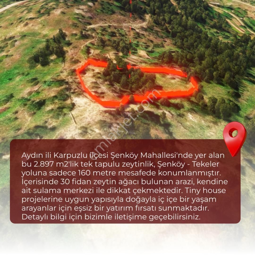 Şenköy’de Fırsat 2.897m2 Göle Ve Köye Yakın Konumda Satılık Zeytinlik - Görsel 10