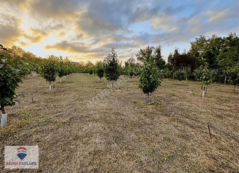 Sapanca Yanık'ta Satılık 3 Dönüm Bungalov Yapımına Uygun Arazi - Görsel 17