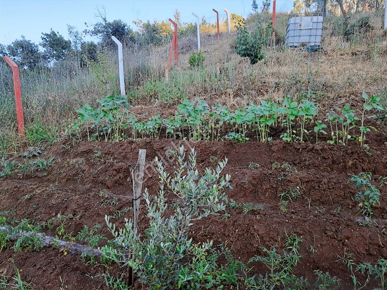 Gemlik Kurtul Mahallesinde Huzurlu Hobi Bahçesi - Görsel 29