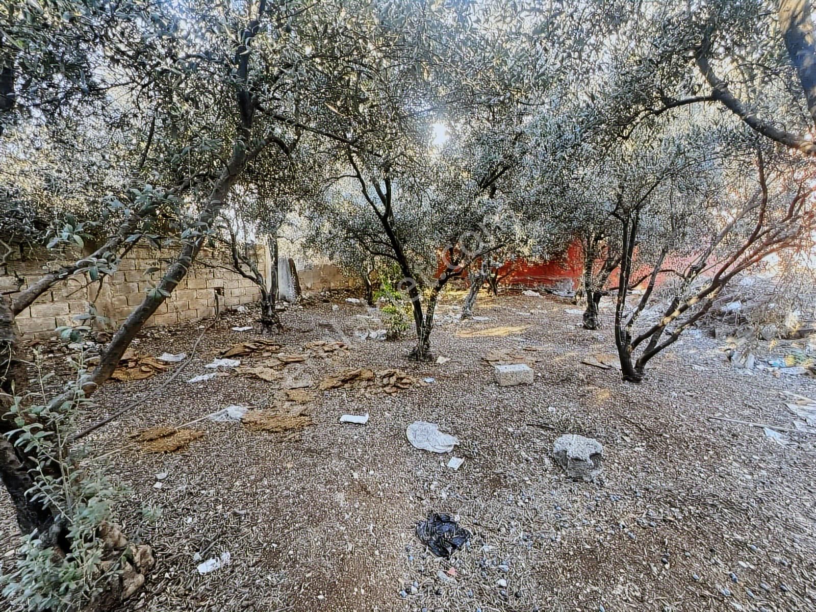 Zorlu'dan Misis Yakapınarında Ana Cadde Üzeri Satılık Arsa - Görsel 6