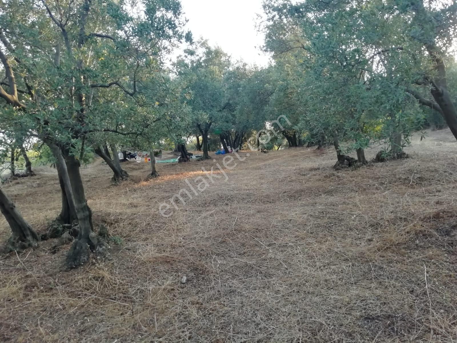 Rt Safir'den Mirzaoba'da Uygun Fiyatlı Satılık Zeytin Bahçesi - Görsel 12