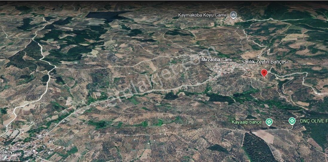 Rt Safir'den Mirzaoba'da Uygun Fiyatlı Satılık Zeytin Bahçesi - Görsel 10