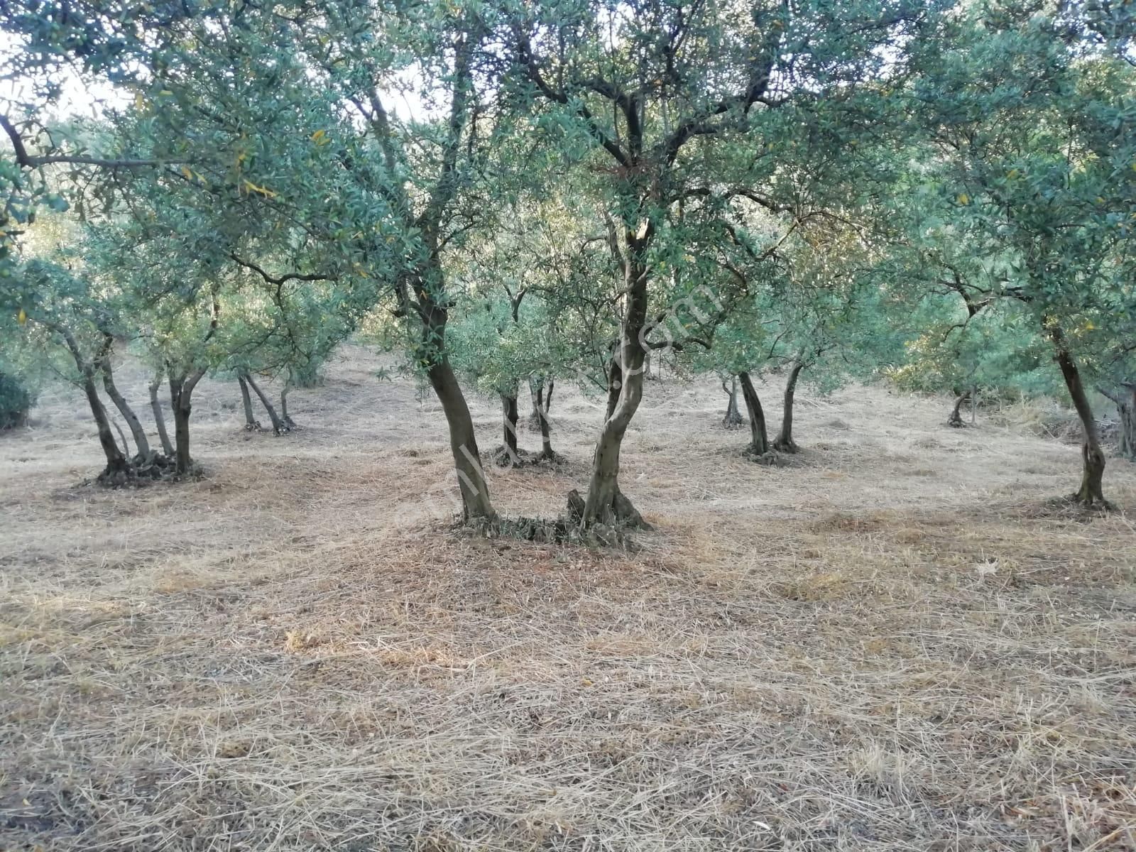 Rt Safir'den Mirzaoba'da Uygun Fiyatlı Satılık Zeytin Bahçesi