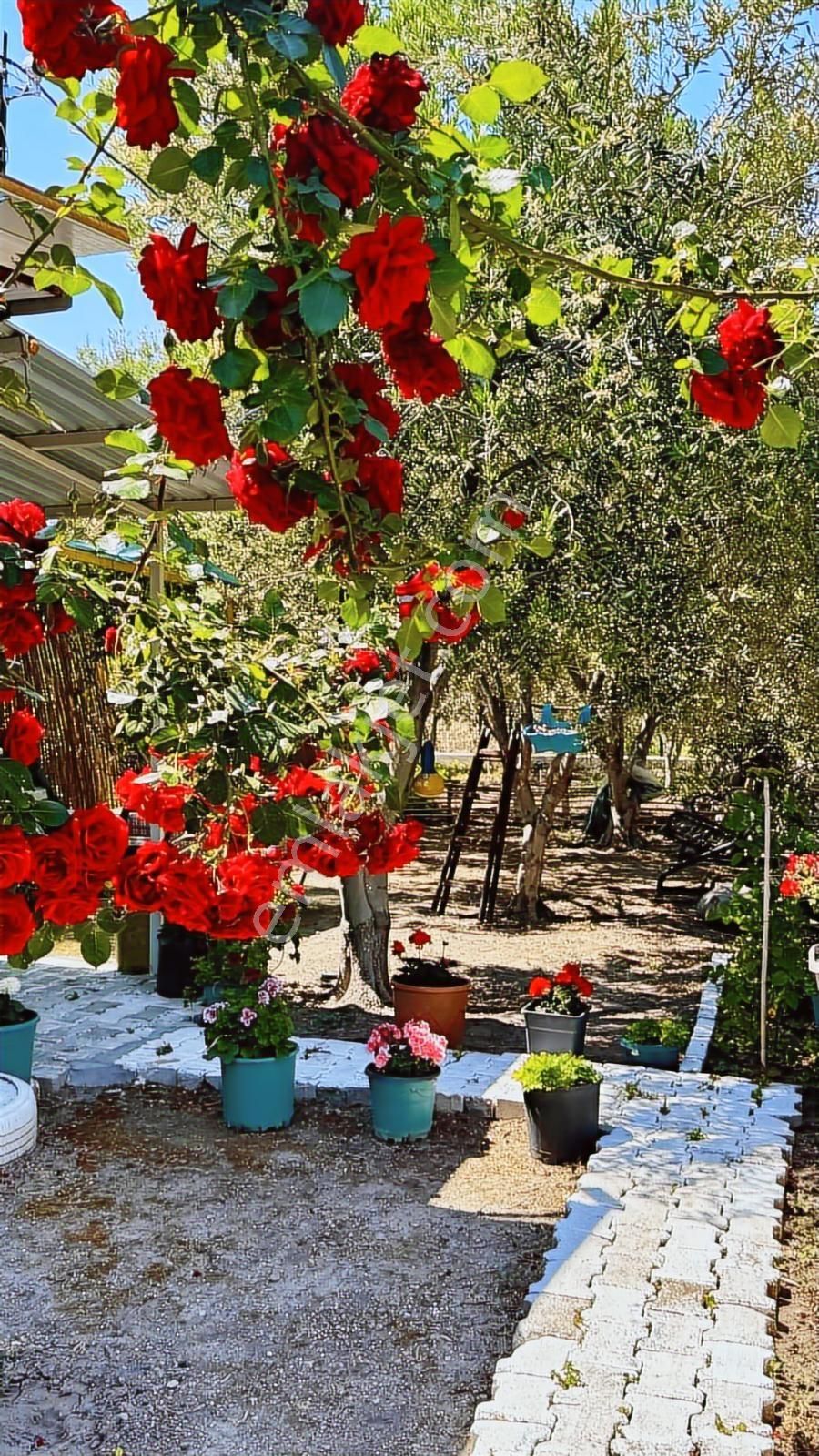 Turpa Arxes Gayrimenkulden Bademlide Müstakil Bahçeli Ev - Görsel 12