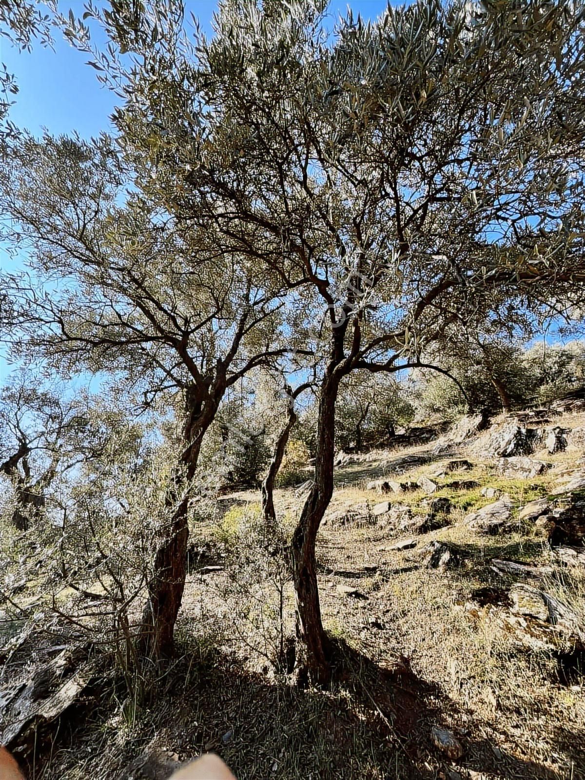 İzmir Bayındır Sarıyurt' Ta21.268 M2 Satılık Zeytinlik - Görsel 13