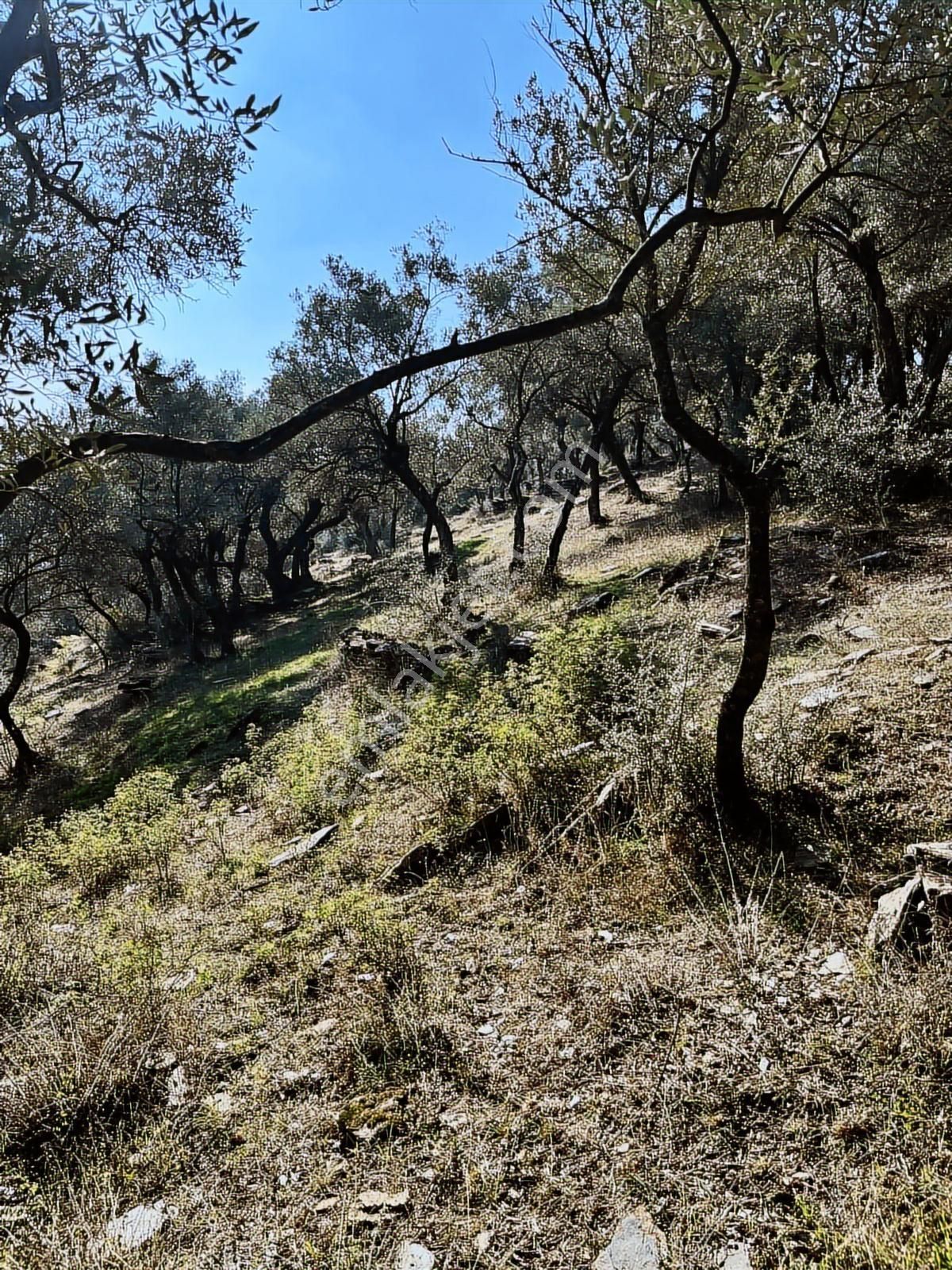 İzmir Bayındır Sarıyurt' Ta21.268 M2 Satılık Zeytinlik - Görsel 7