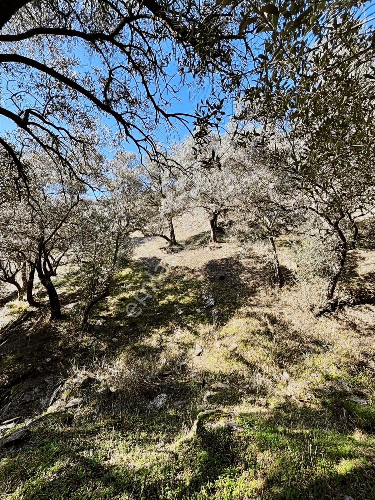 İzmir Bayındır Sarıyurt' Ta21.268 M2 Satılık Zeytinlik - Görsel 21