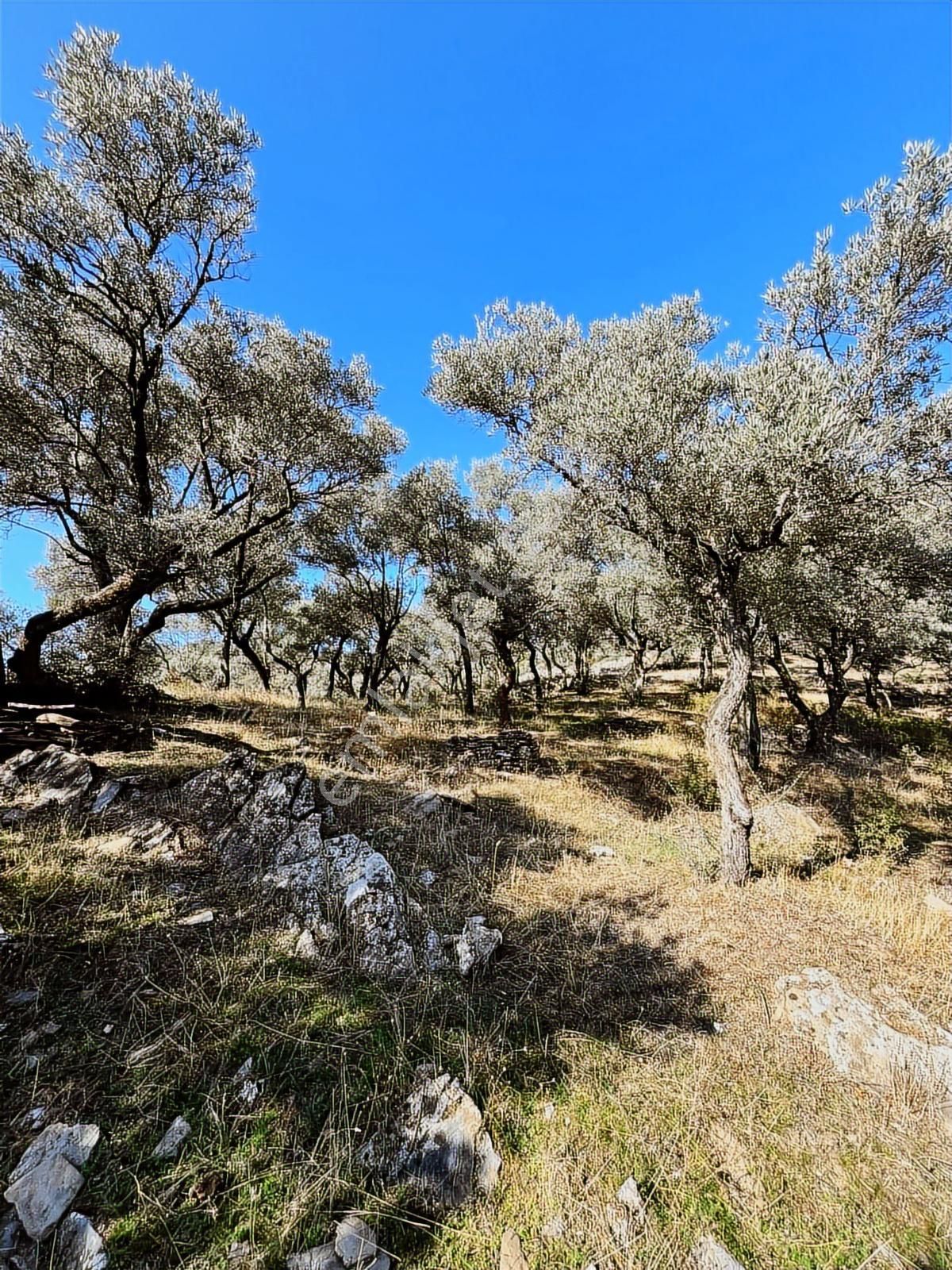 İzmir Bayındır Sarıyurt' Ta21.268 M2 Satılık Zeytinlik - Görsel 16