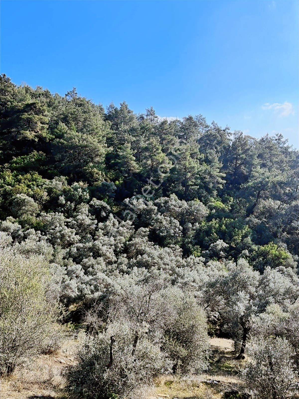 İzmir Bayındır Sarıyurt' Ta21.268 M2 Satılık Zeytinlik - Görsel 27