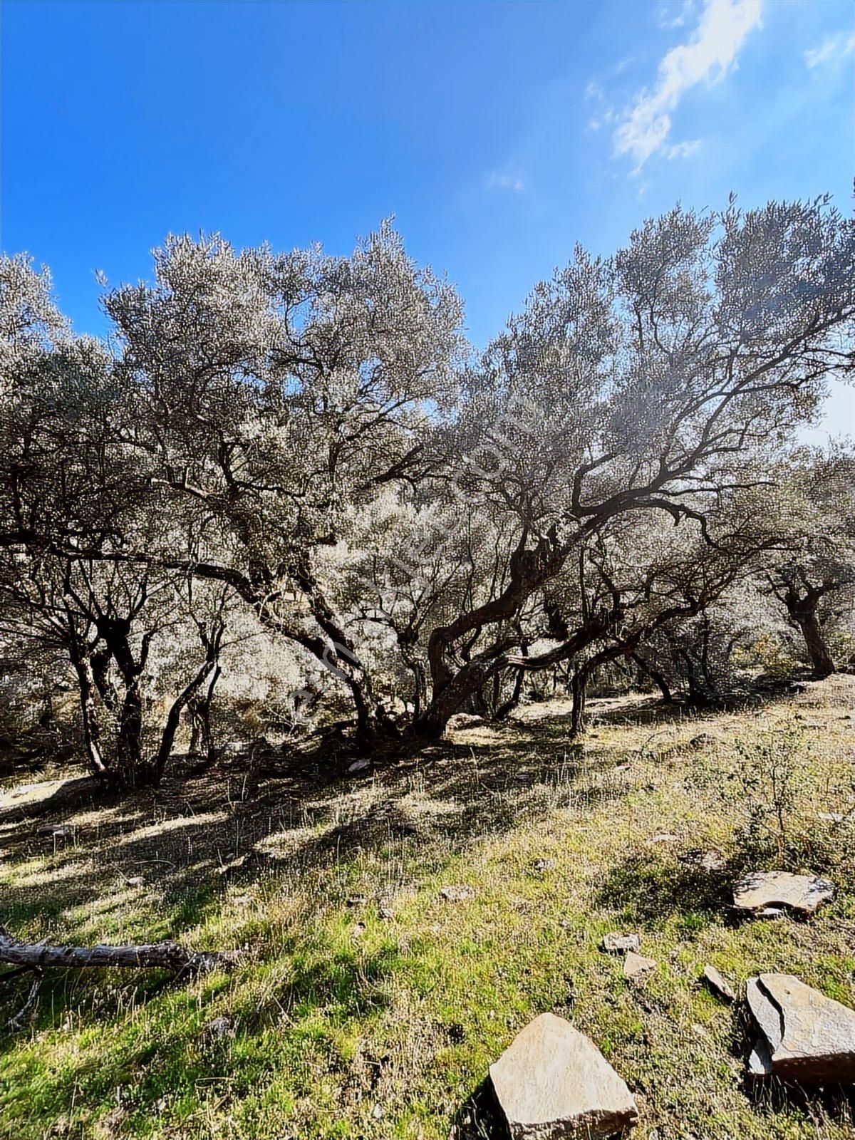 İzmir Bayındır Sarıyurt' Ta21.268 M2 Satılık Zeytinlik - Görsel 29