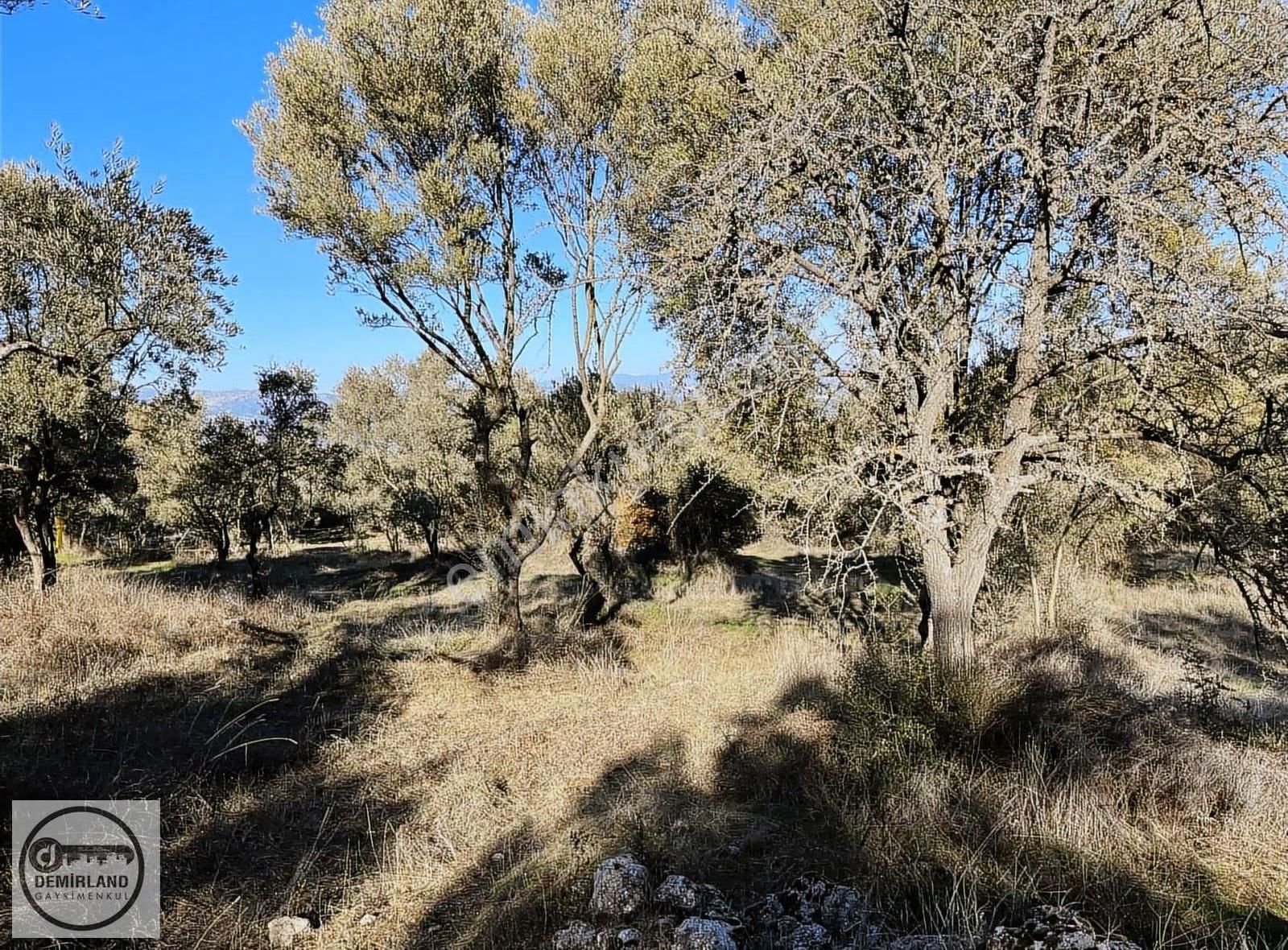 Demirland'dan Satılık Yatağan'da Kara Yoluna Sıfır Zeytinlik - Görsel 29