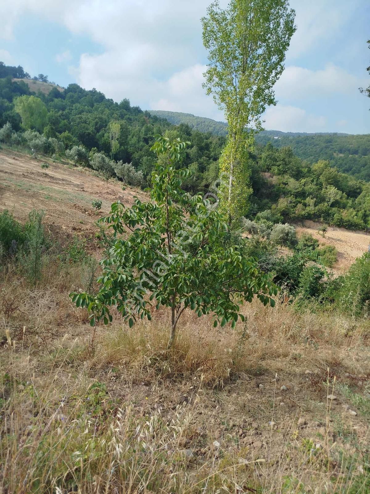 Bursa Nilüfer Ayva Köyde Tarla