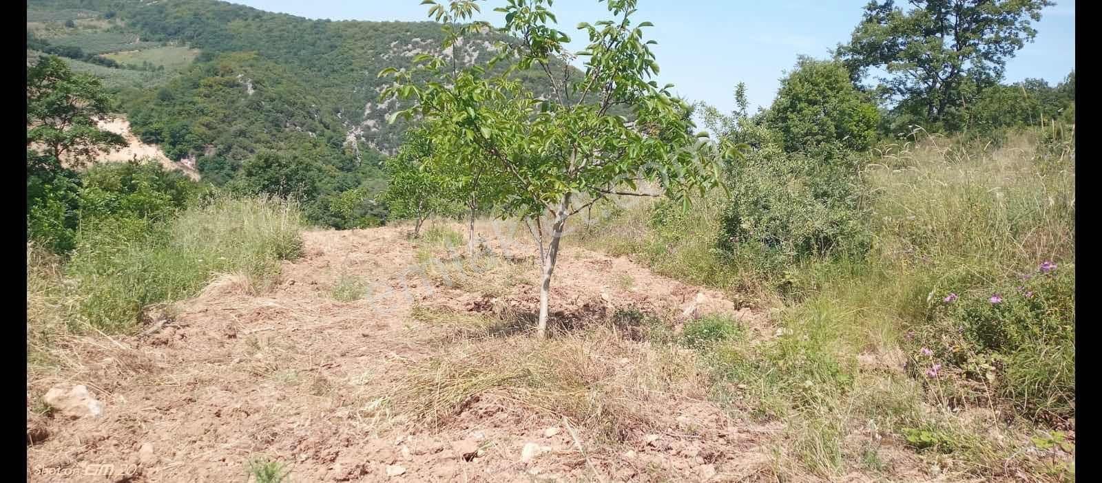 Bursa Nilüfer Ayva Köyde Tarla - Görsel 17