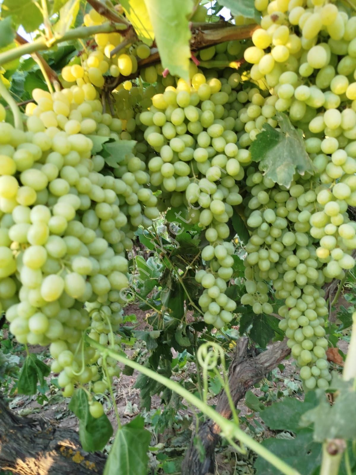 Manisa Alaşehir İsmetiye Mah Satılık Üzüm Bağı - Görsel 3