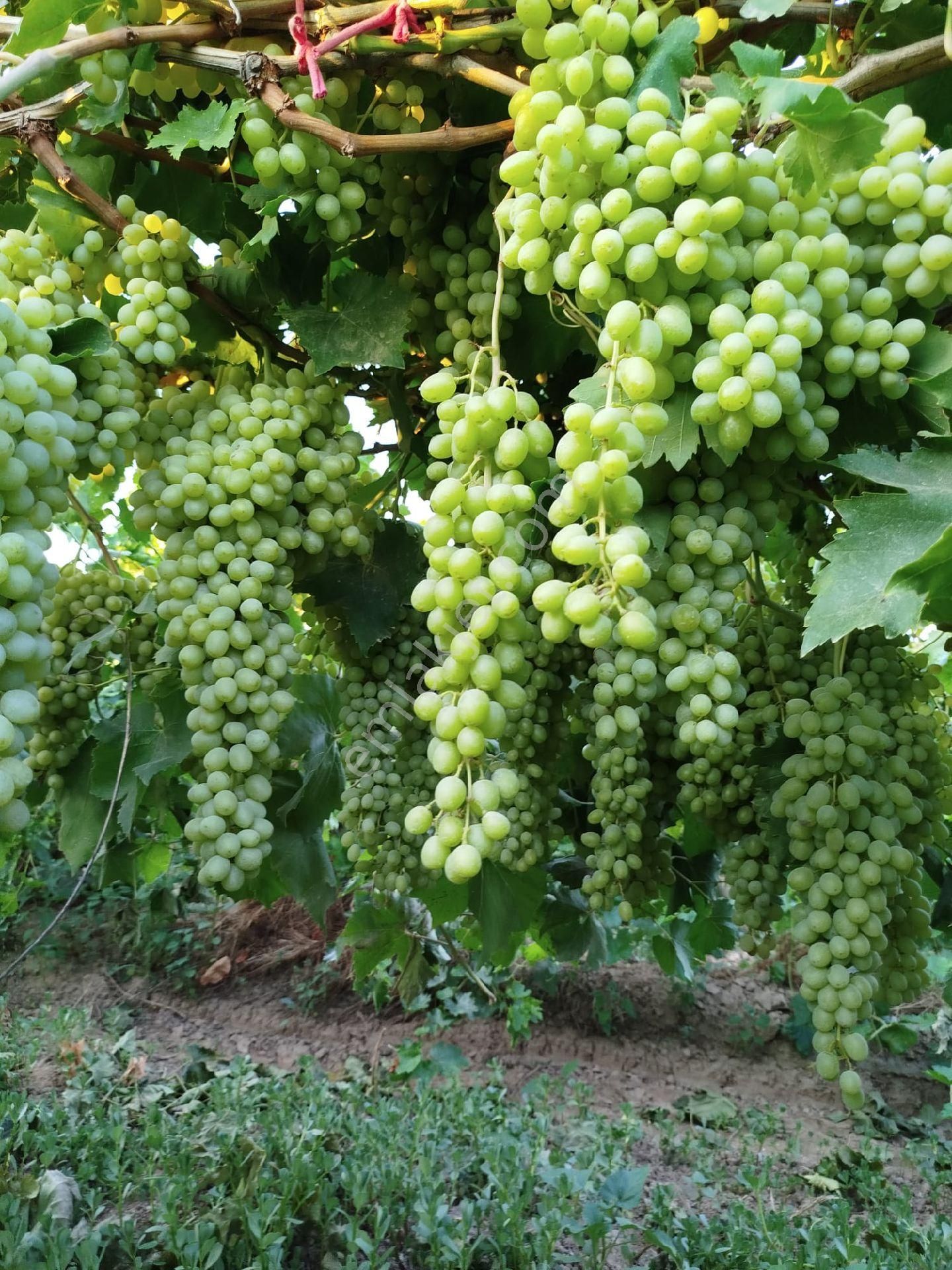 Manisa Alaşehir İsmetiye Mah Satılık Üzüm Bağı - Görsel 6