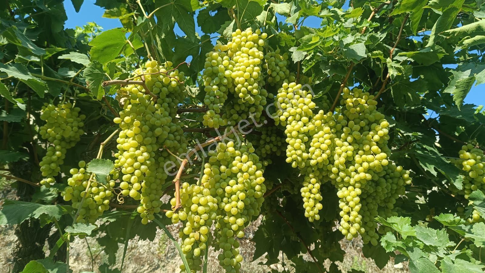 Manisa Alaşehir İsmetiye Mah Satılık Üzüm Bağı - Görsel 4