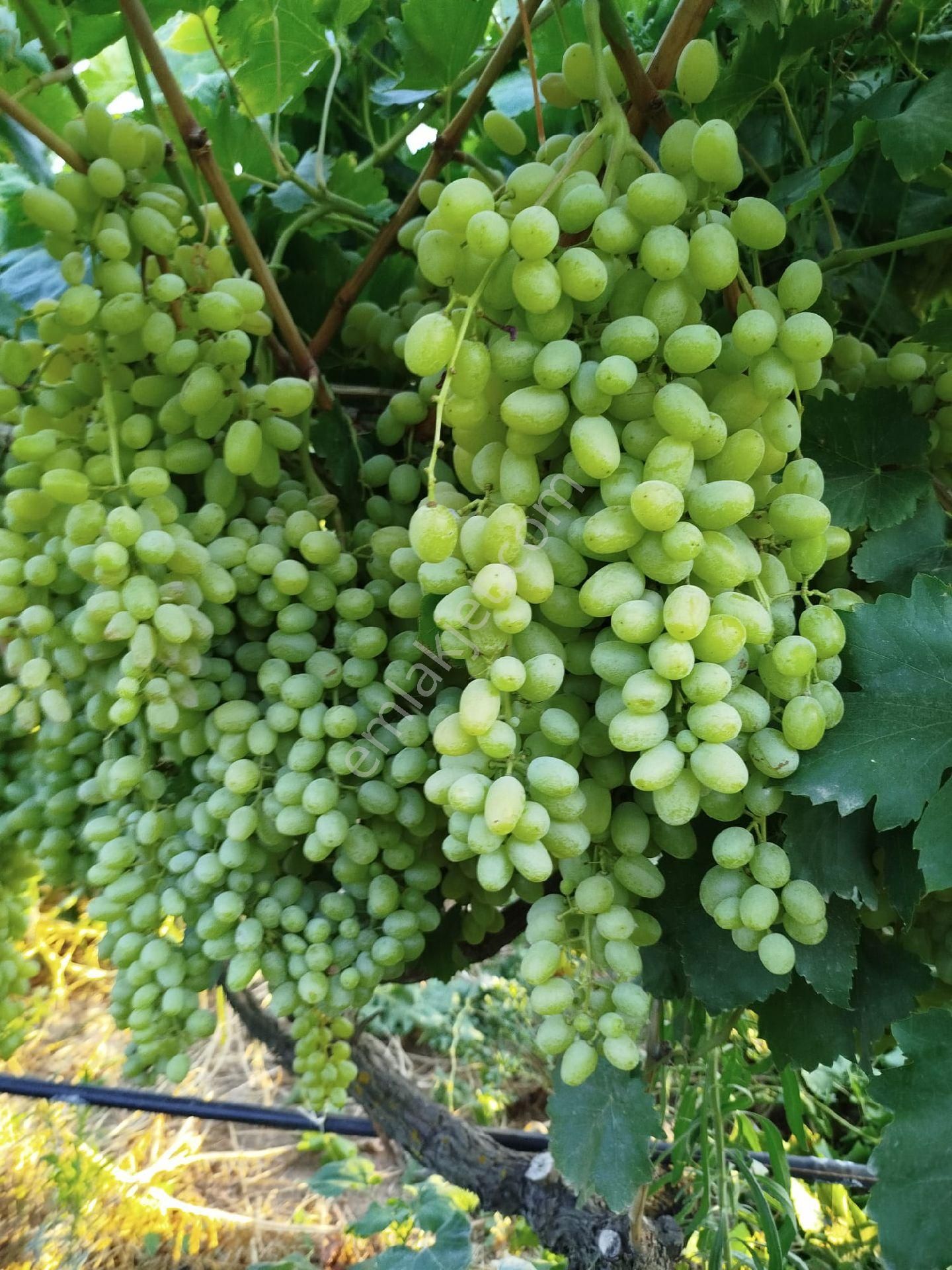 Manisa Alaşehir İsmetiye Mah Satılık Üzüm Bağı - Görsel 7