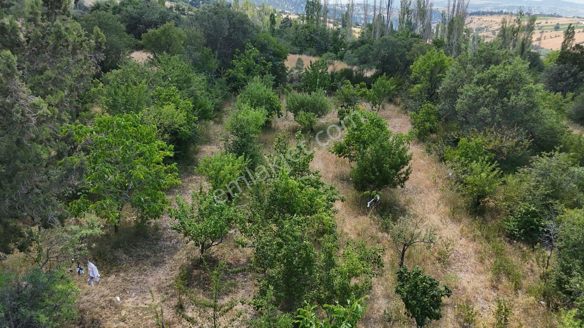 🏡 Köyde Hayat Seni Bekliyor! 📍 Burdur Merkez – Soğanlı Köyü 🍎 865 M² Köy İçi Bahçe - Görsel 7