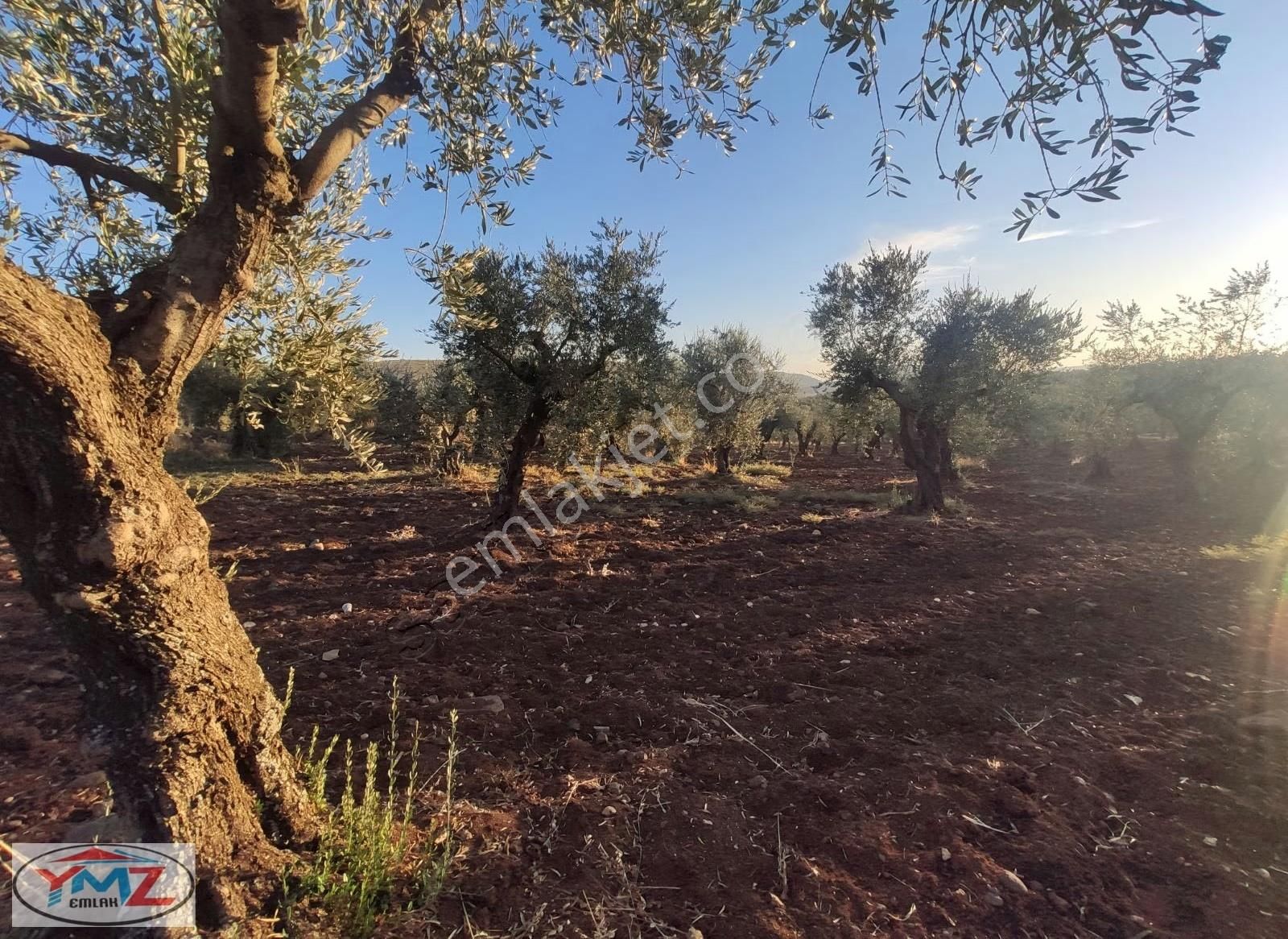 "ymz'den Hacıköy'de Tonluk Zeytin Bahçesi " - Görsel 2