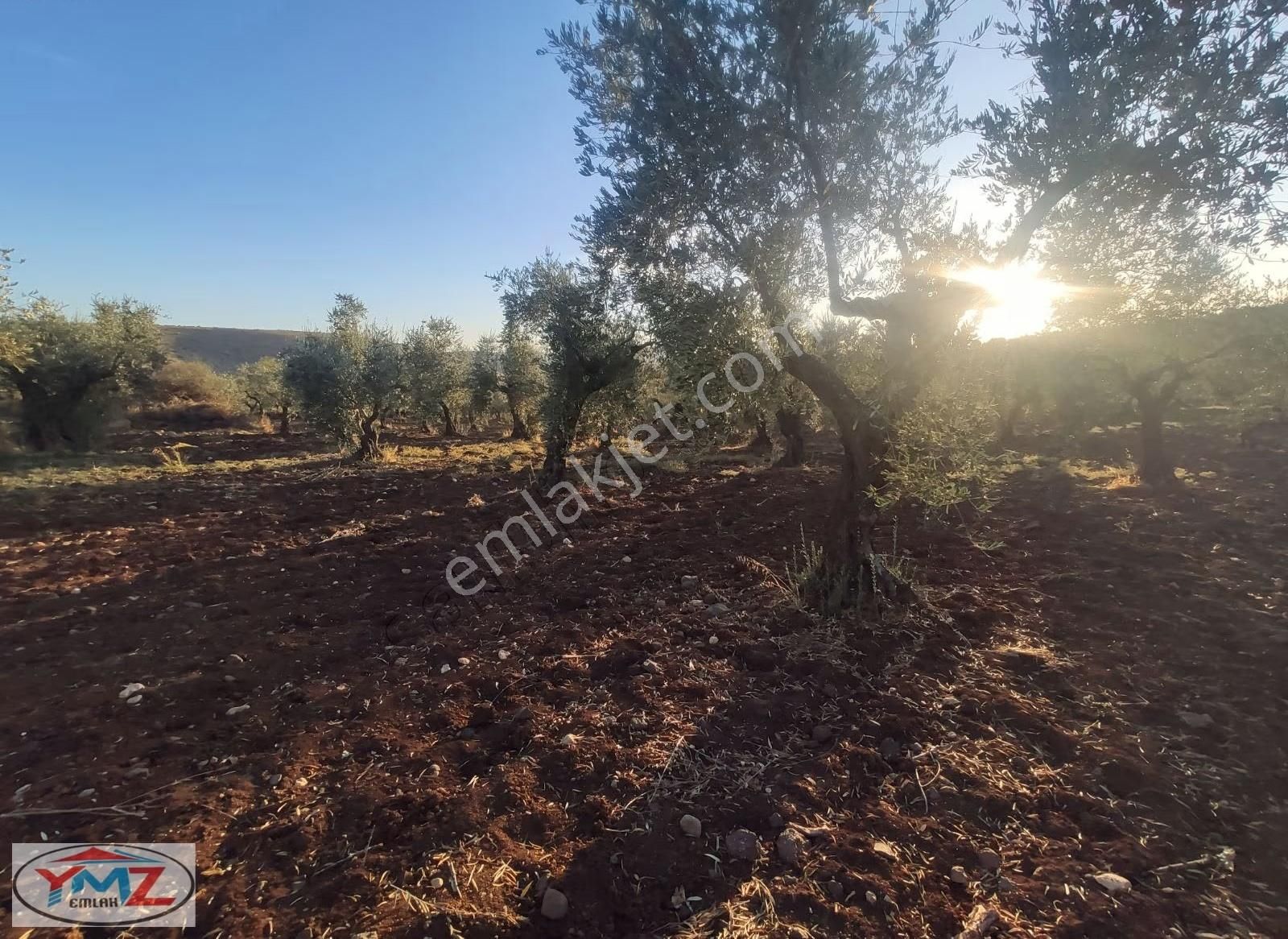 "ymz'den Hacıköy'de Tonluk Zeytin Bahçesi " - Görsel 4